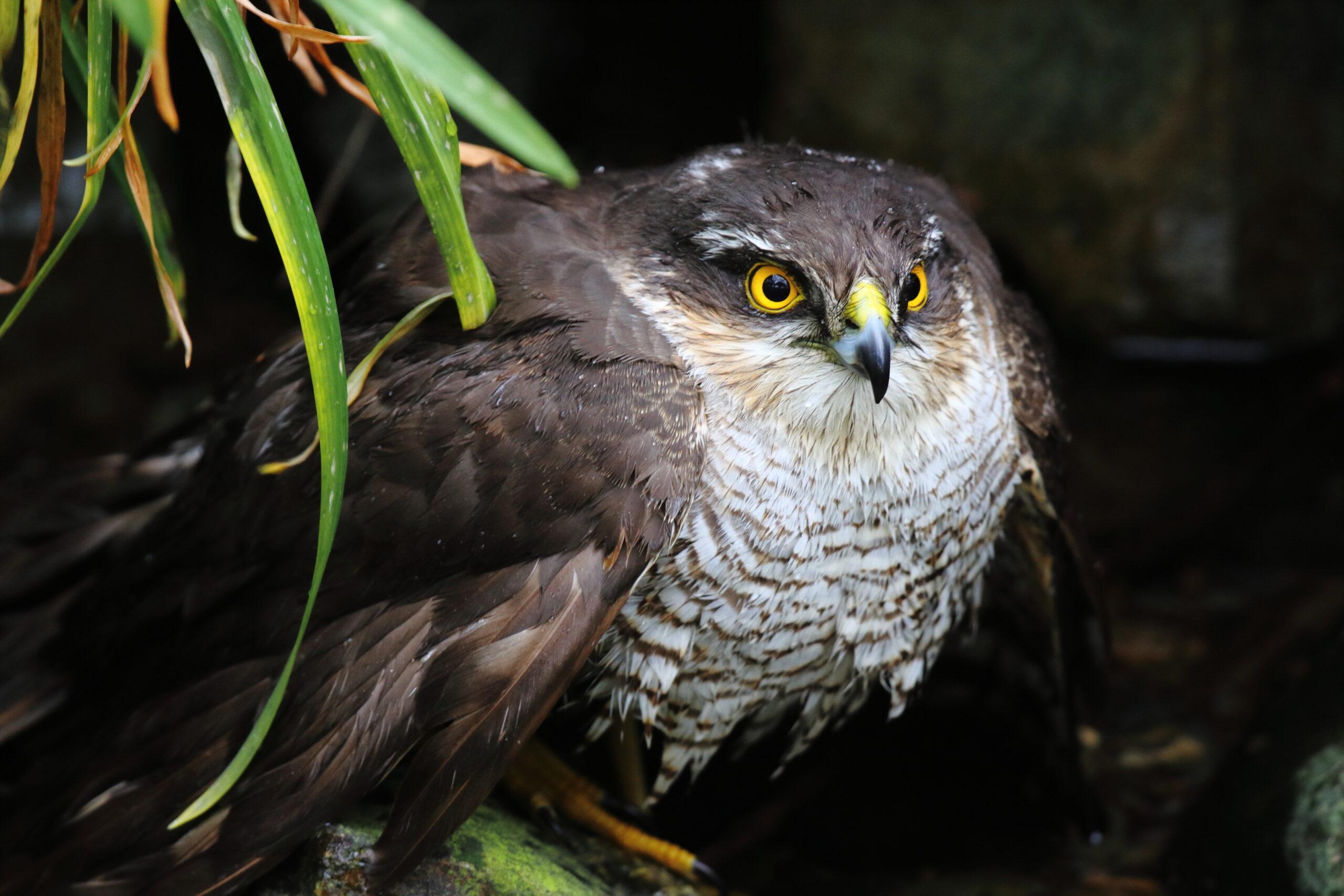 Sparrowhawk. Isle of Man, April 2015 © Neil G. Morris.