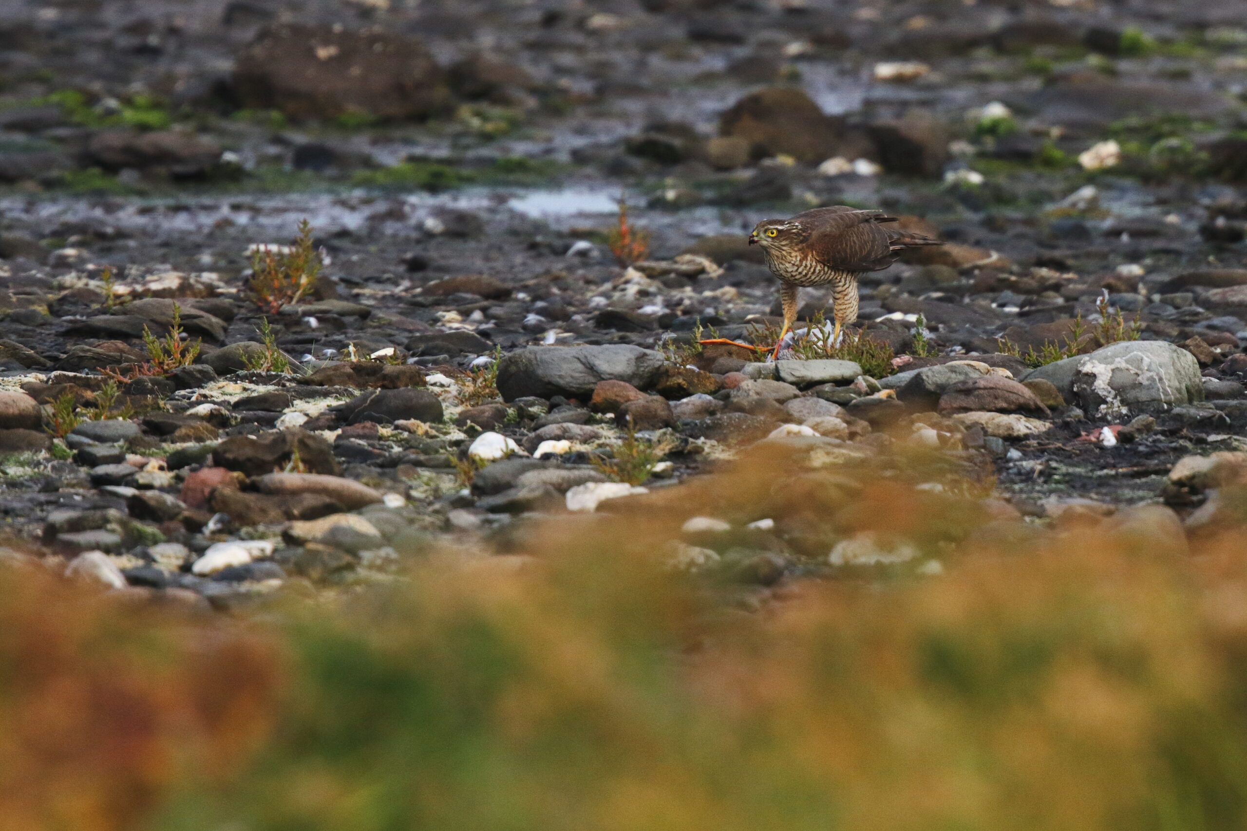 Sparrowhawk. Isle of Man, September 2015 © Neil G. Morris.