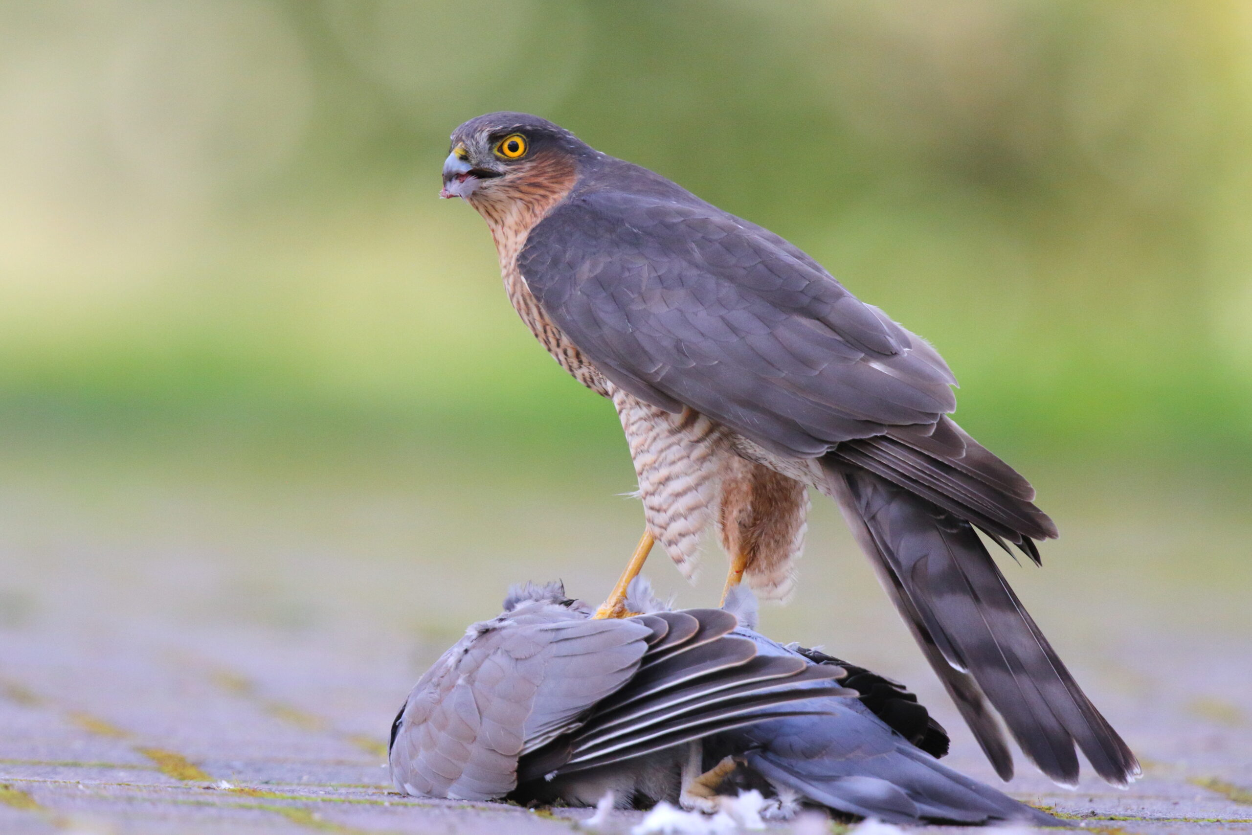 Sparowhawk. Isle of Man, September 2016 © Neil G. Morris.