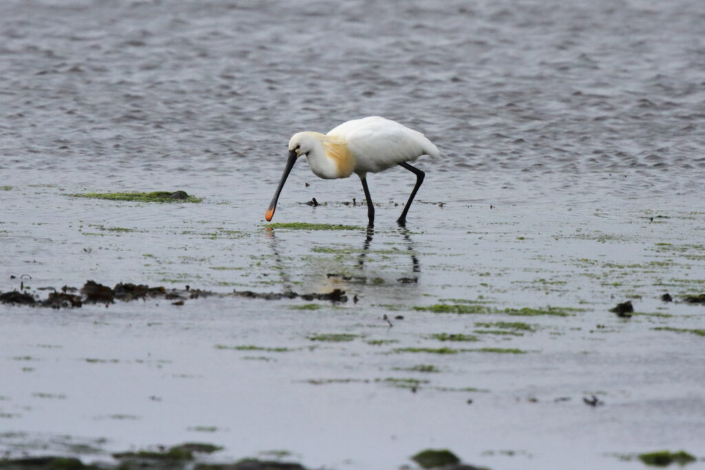 Spoonbill. Isle of Man, May 2017 © Neil G. Morris.