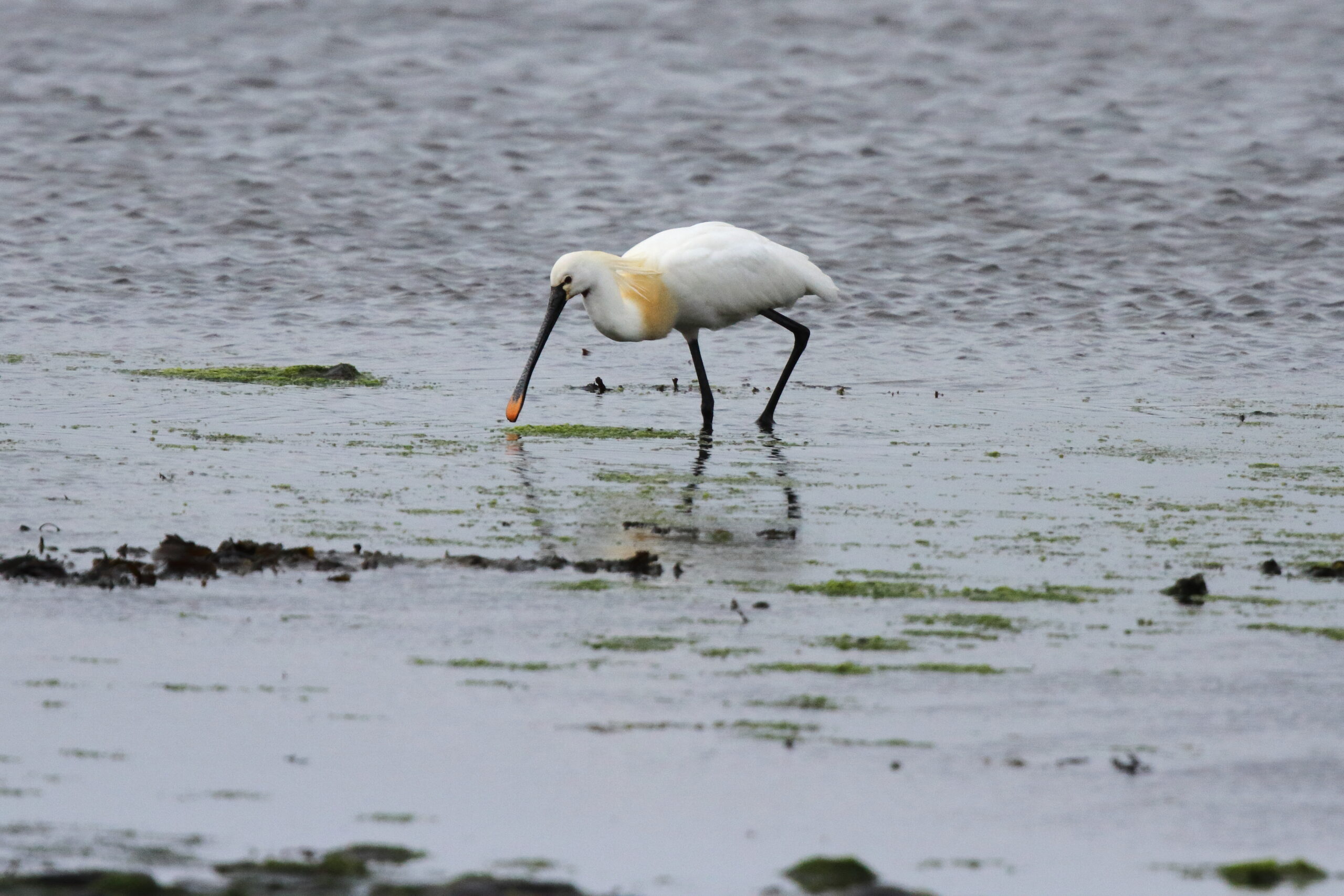 Spoonbill. Isle of Man, May 2017 © Neil G. Morris.