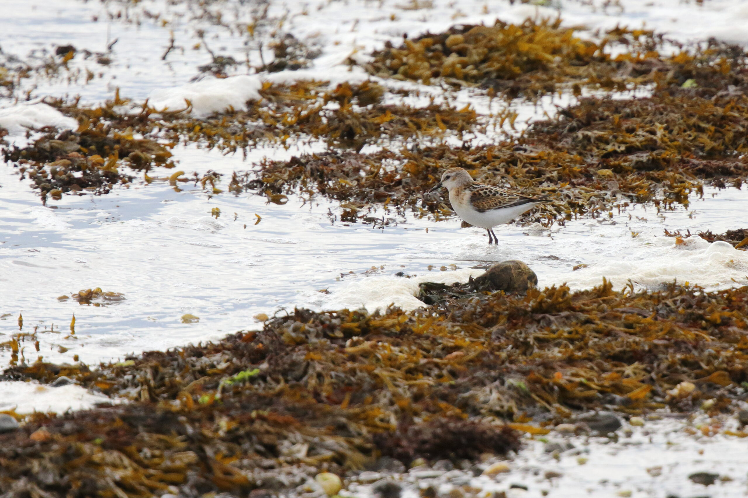 Little Stint. Isle of Man, September 2015 © Neil G. Morris.