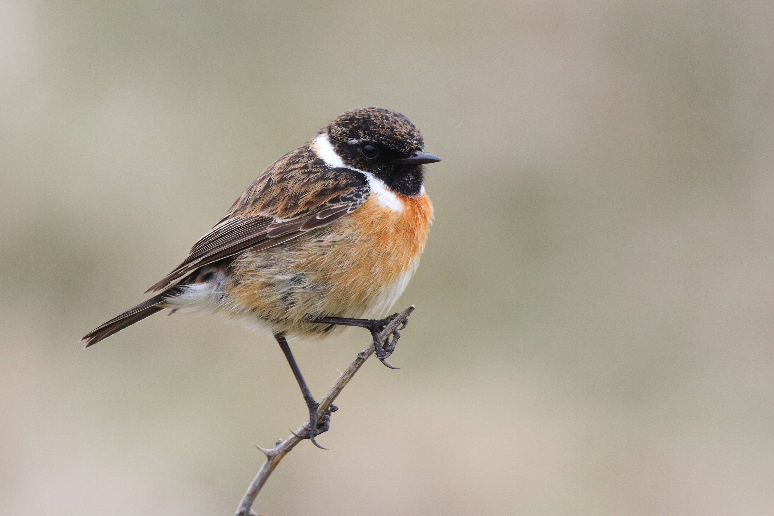 Stonechat. Isle of Man, May 2016 © Neil G. Morris.