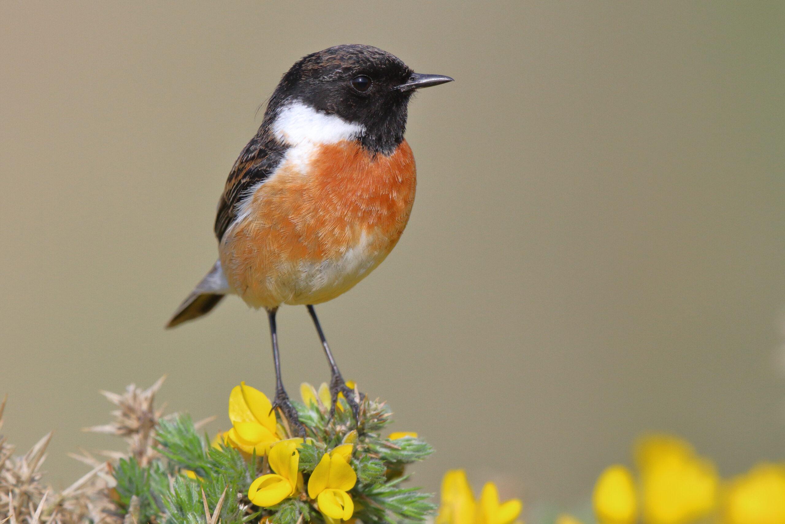 Stonechat. Isle of Man, May 2016 © Neil G. Morris.