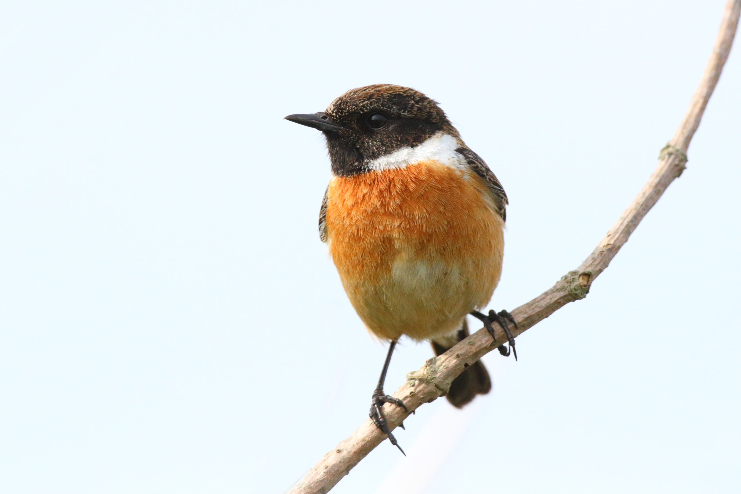 Stonechat. Isle of Man, May 2015 © Neil G. Morris.
