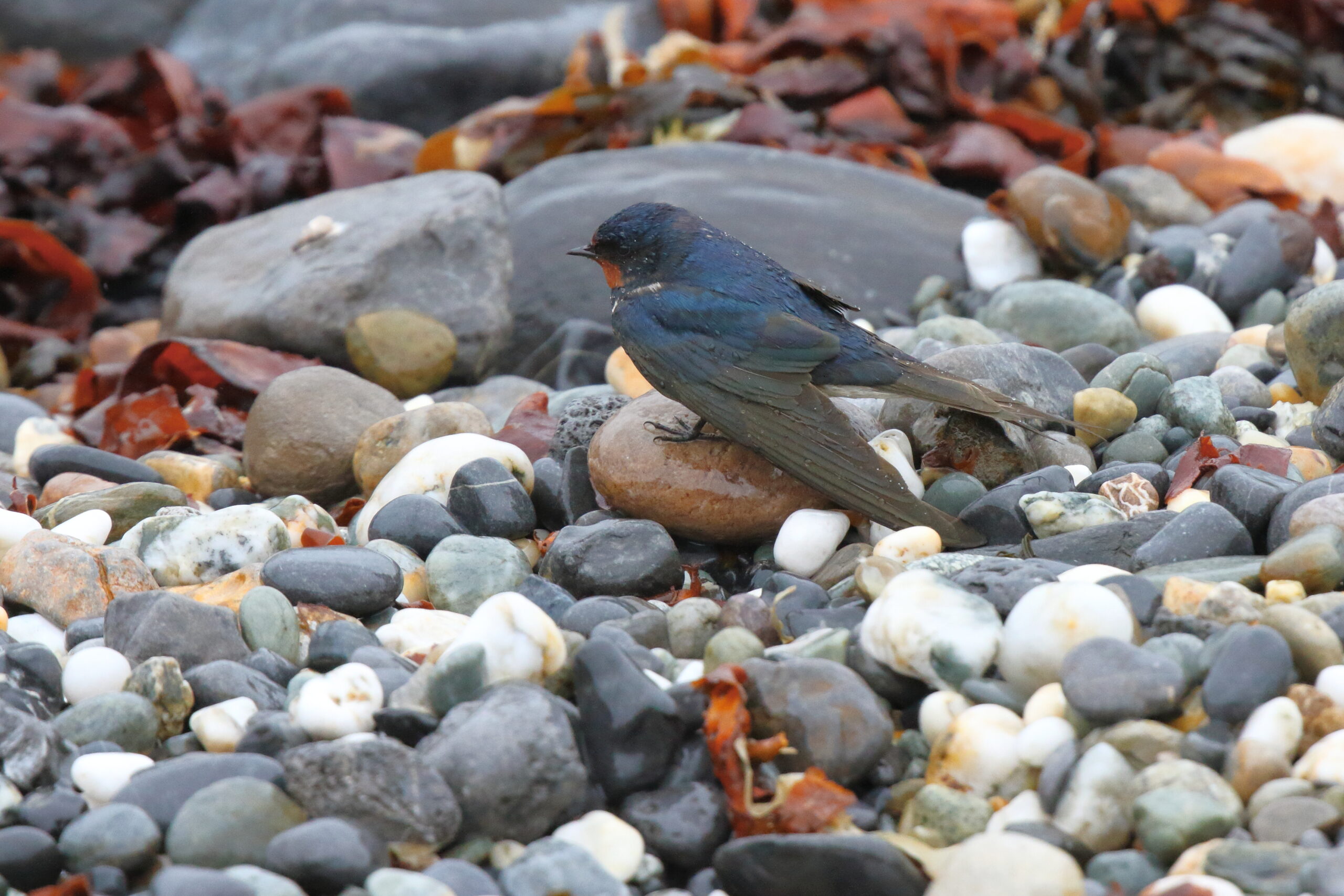 Swallow. Isle of Man, May 2015 © Neil G. Morris.