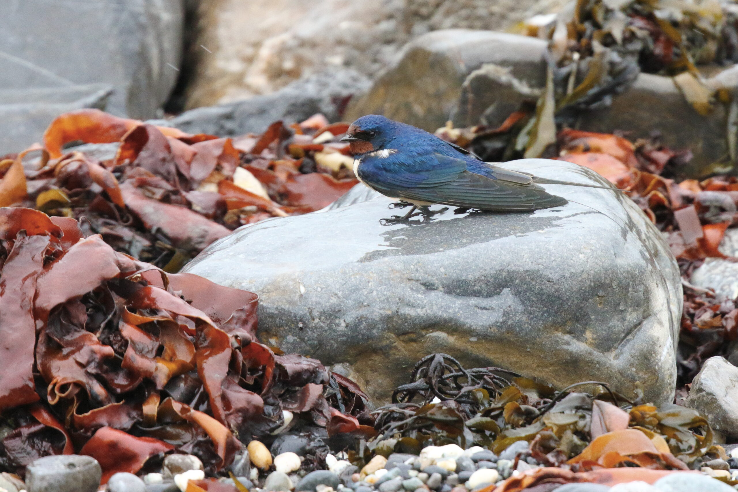 Swallow. Isle of Man, May 2015 © Neil G. Morris.