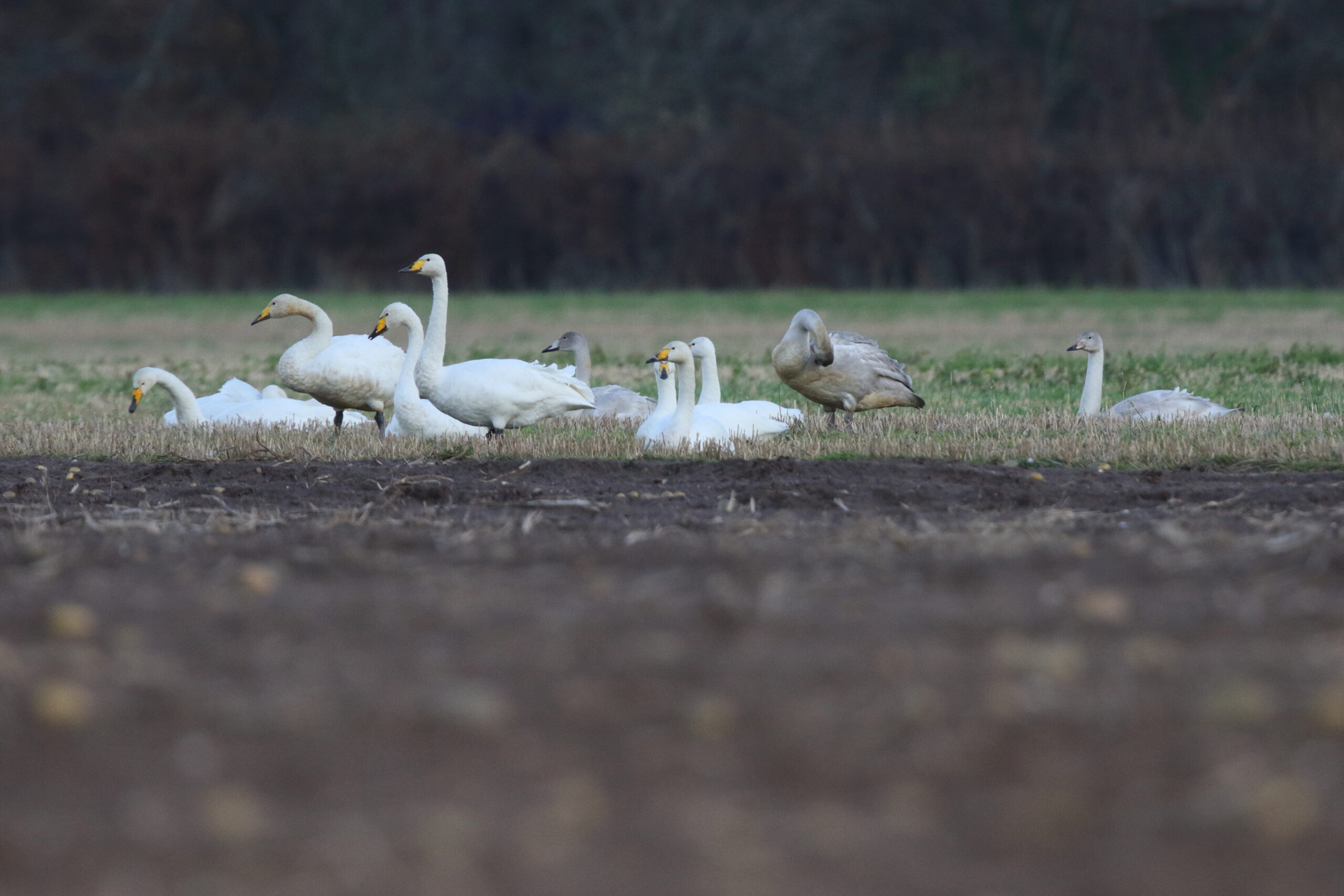 Whooper Swan. Isle of Man, November 2014 © Neil G. Morris.