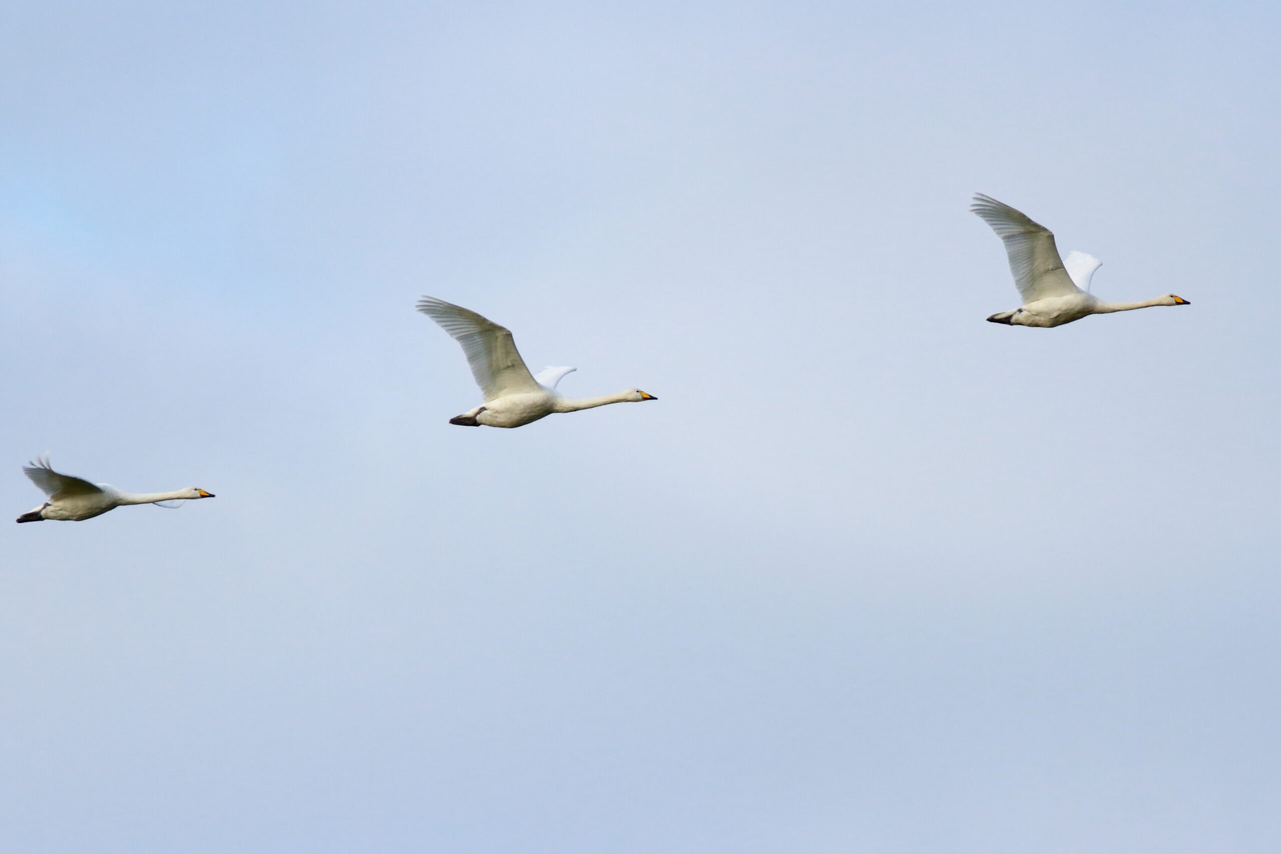 Whooper Swan. Isle of Man, October 2015 © Neil G. Morris.