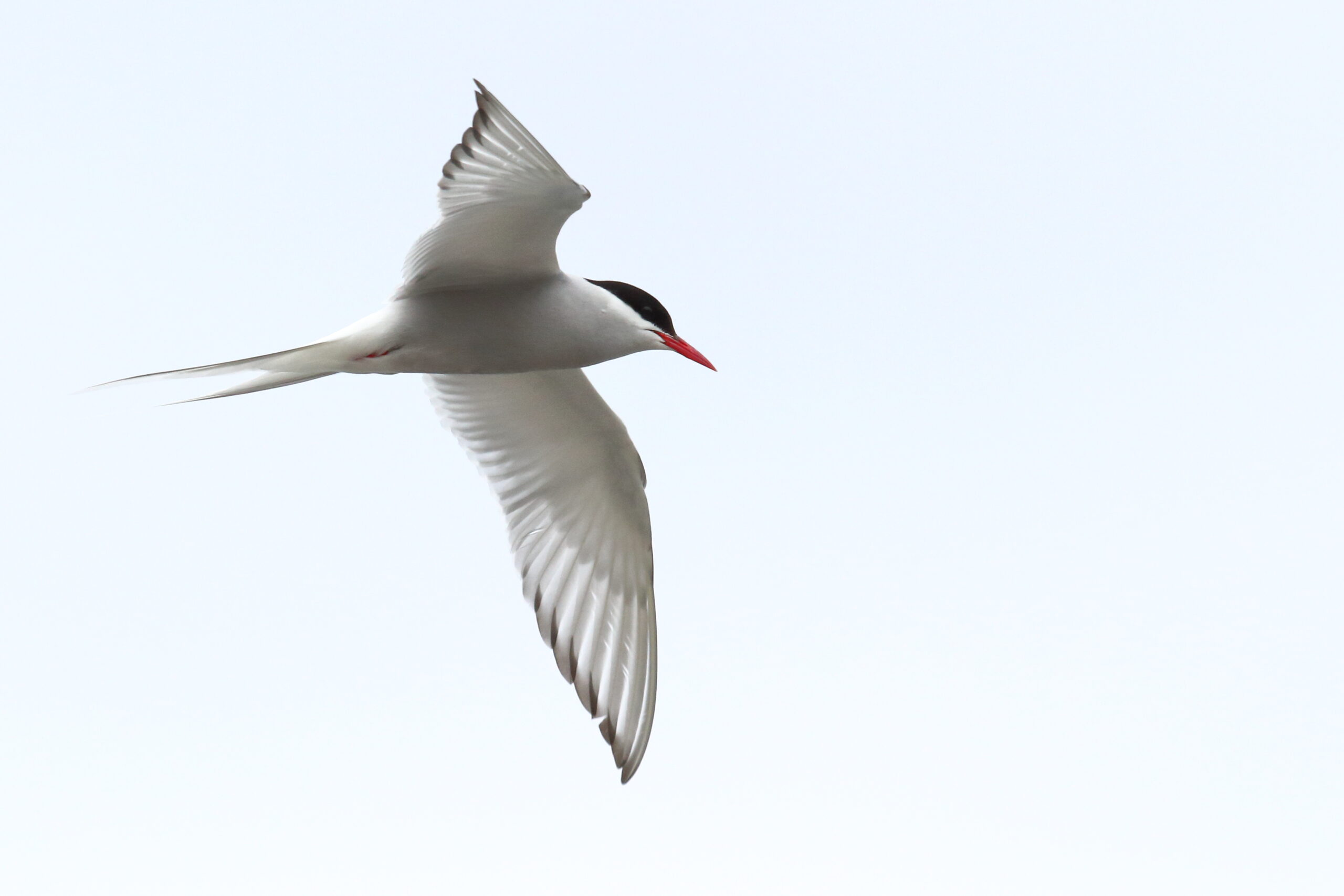 Arctic Tern. Isle of Man, August 2015 © Neil G. Morris.