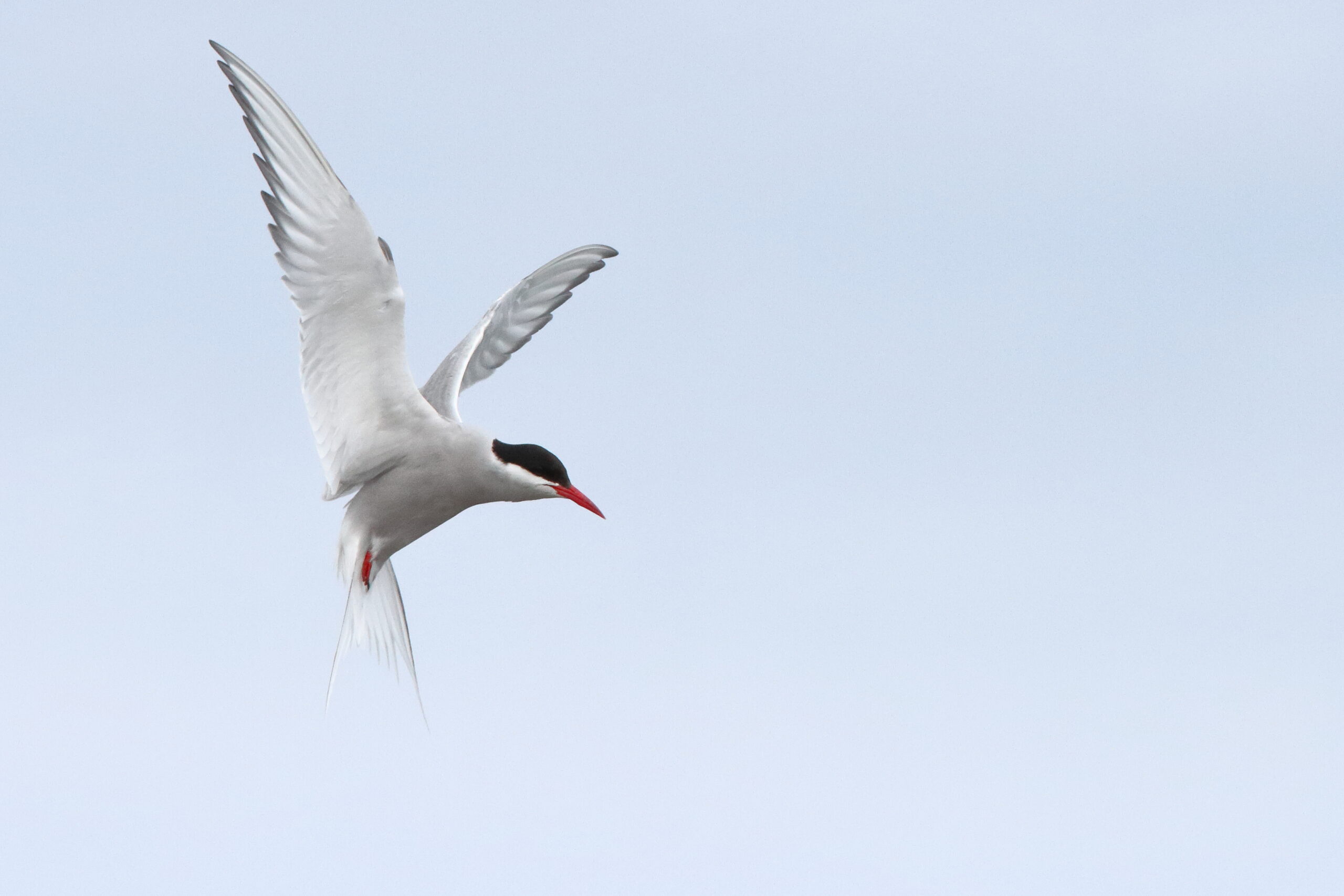 Arctic Tern. Isle of Man, August 2015 © Neil G. Morris.