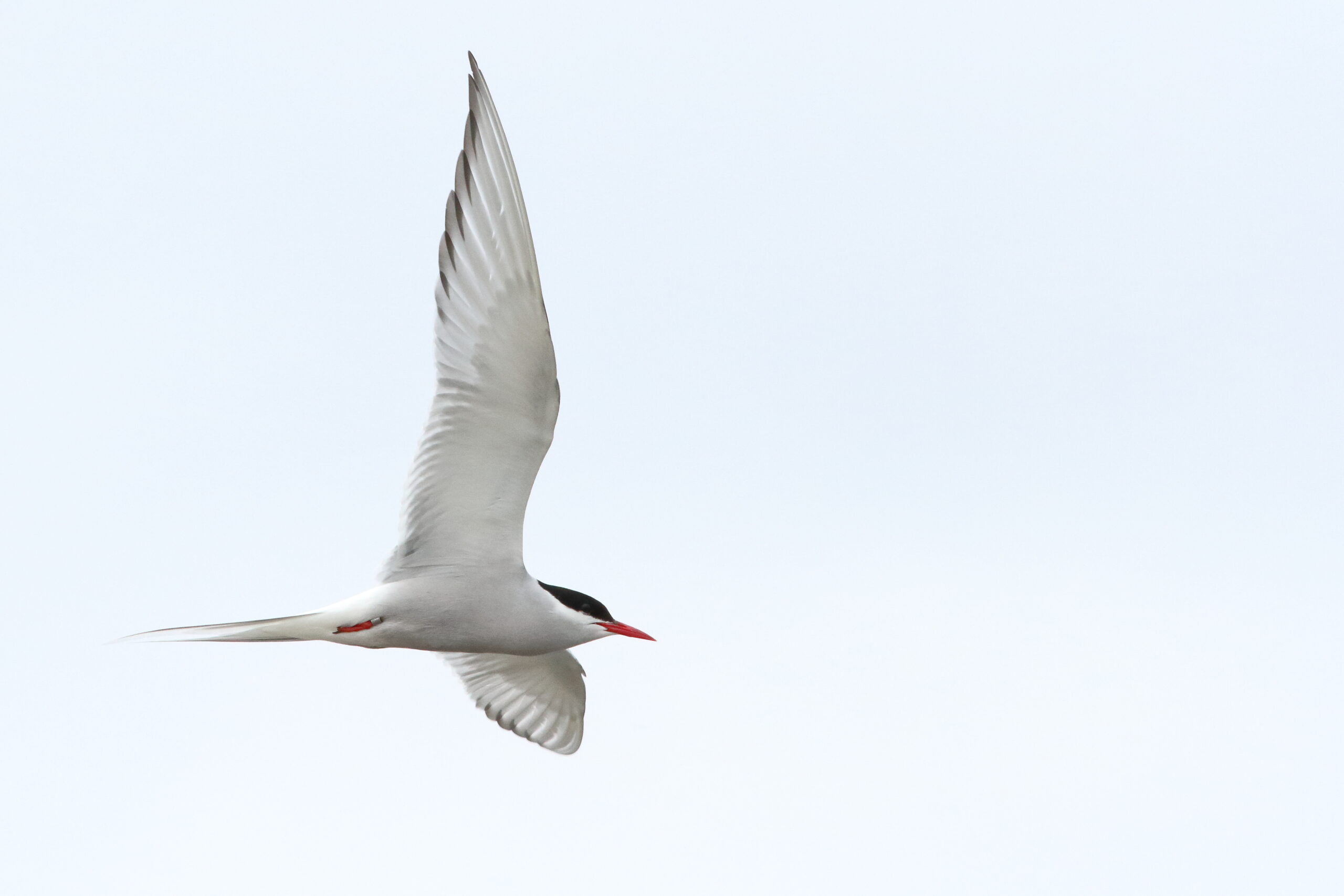 Arctic Tern. Isle of Man, August 2015 © Neil G. Morris.