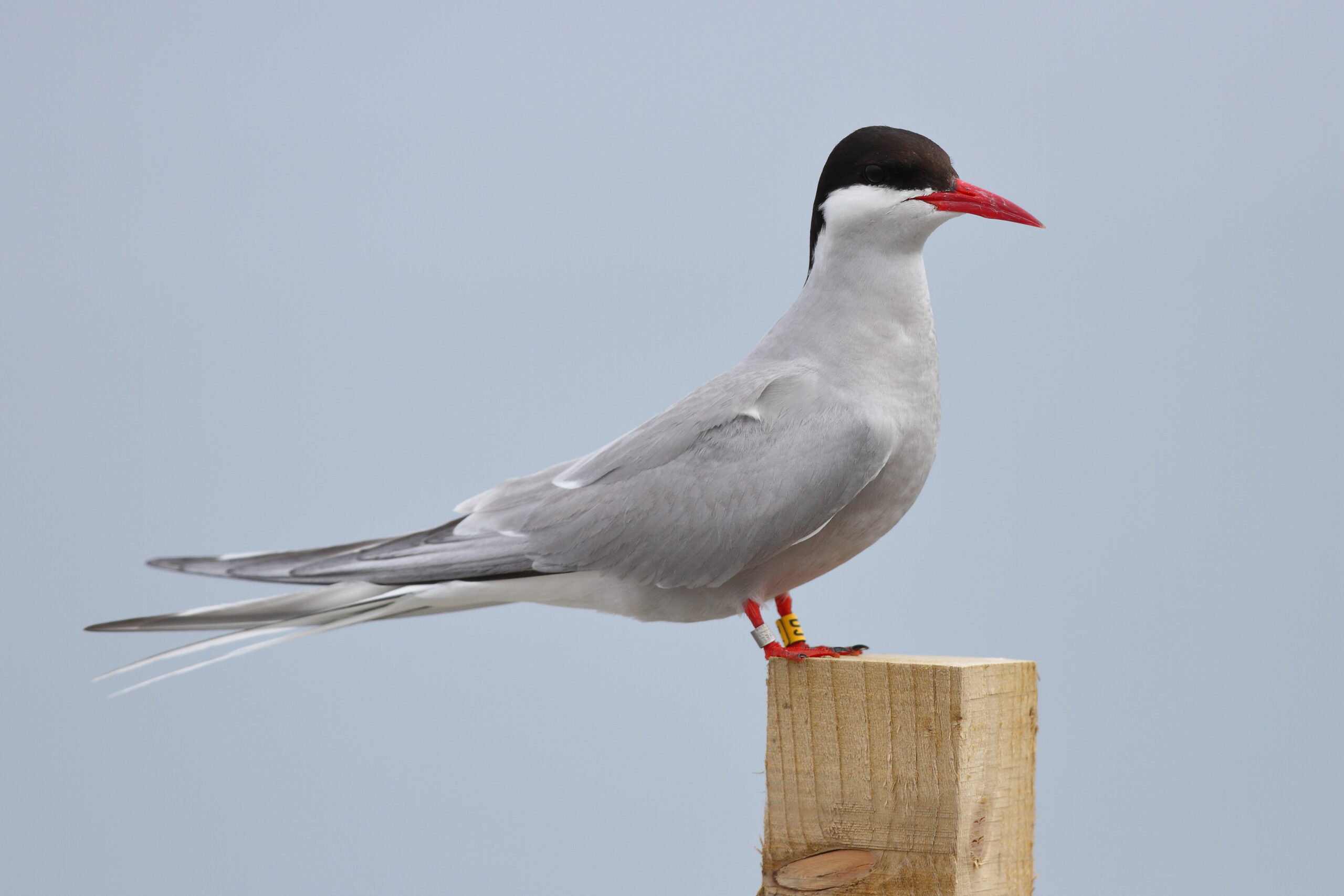 Arctic Tern. Isle of Man, August 2015 © Neil G. Morris.