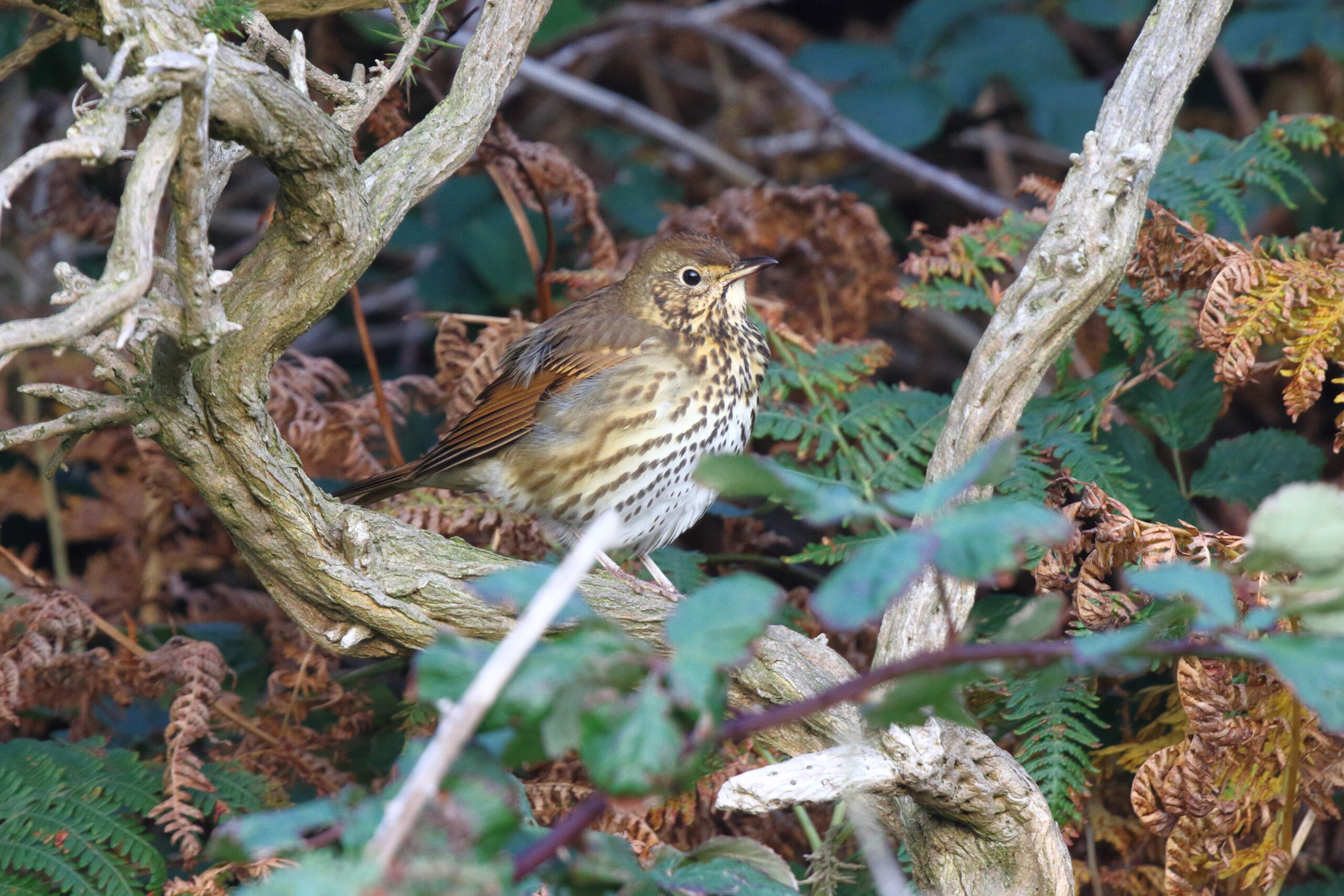 Song Thrush. Isle of Man, September 2015 © Neil G. Morris.