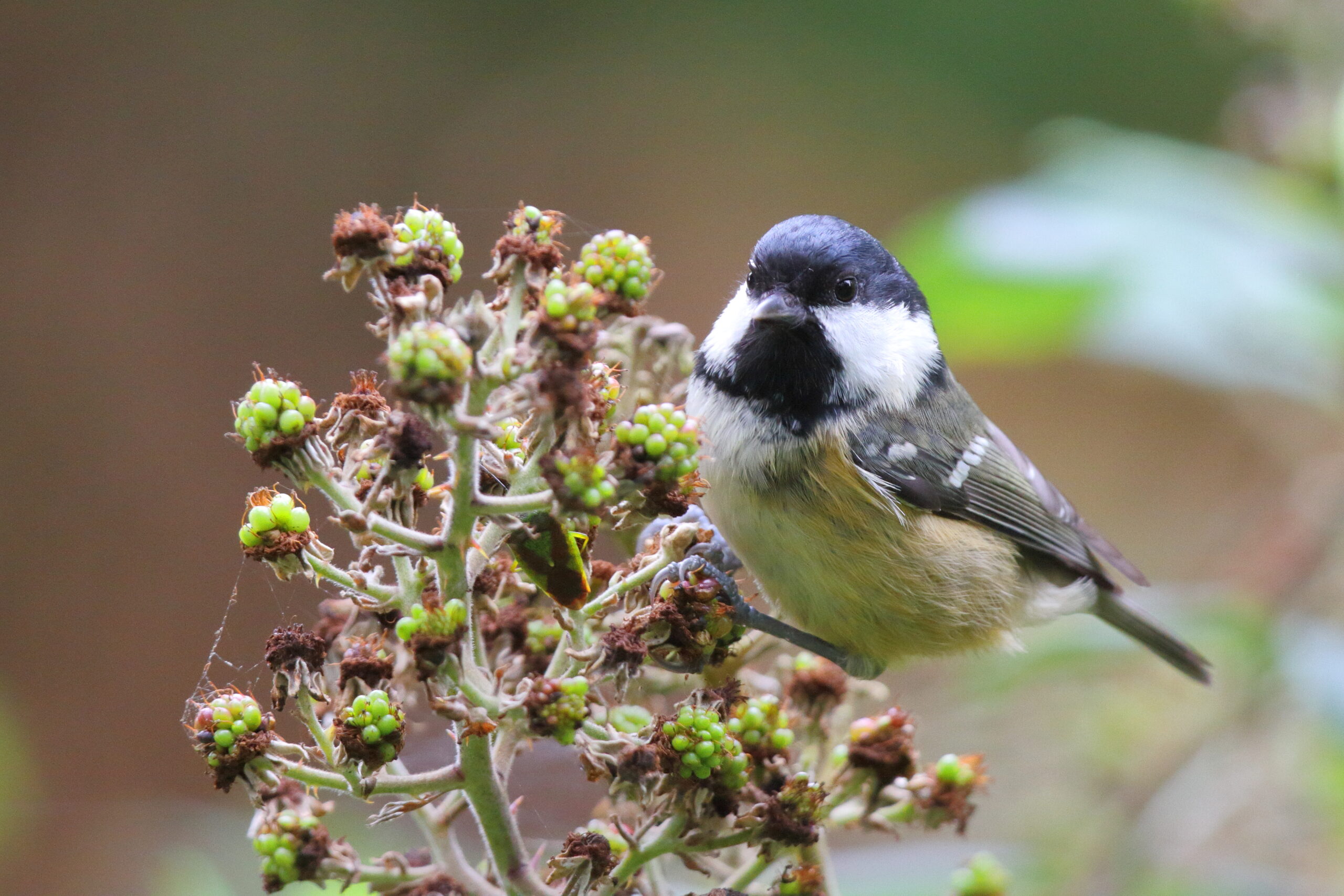 Coal Tit. Isle of Man, October 2016 © Neil G. Morris.