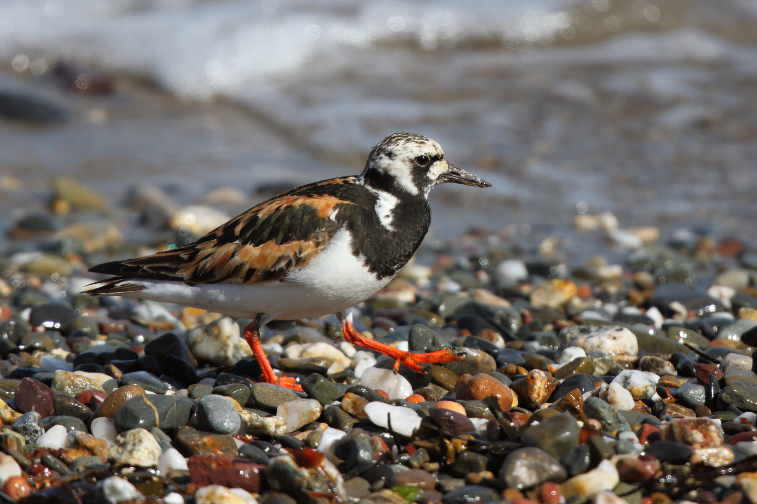Turnstone. Isle of Man, August 2015 © Neil G. Morris.