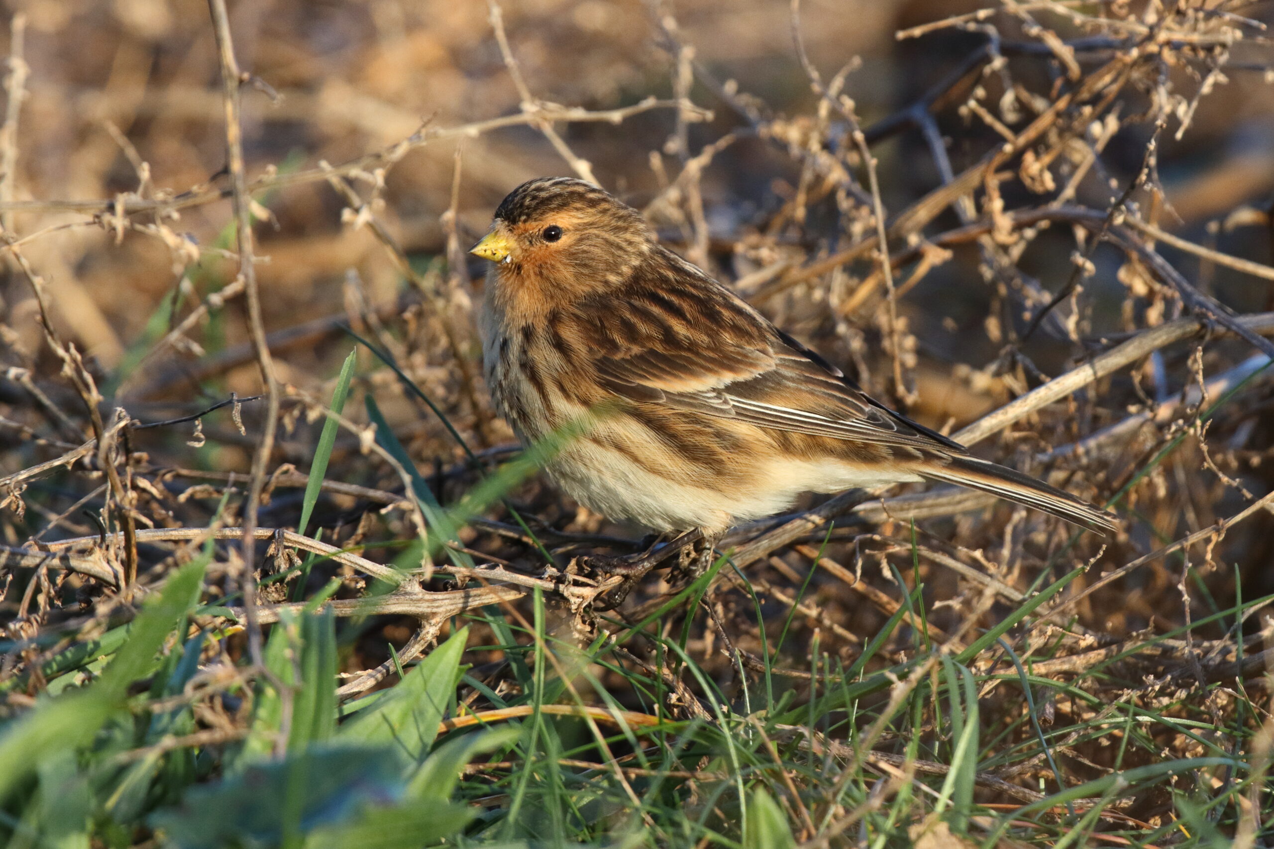 Twite. Isle of Man, December 2014 © Neil G. Morris.