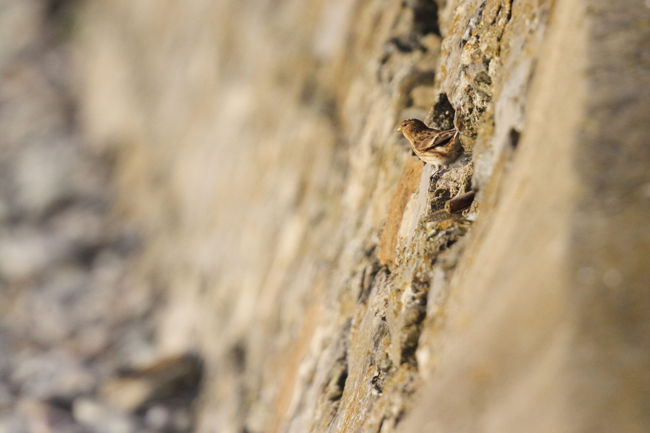 Twite. Isle of Man, December 2016 © Neil G. Morris.