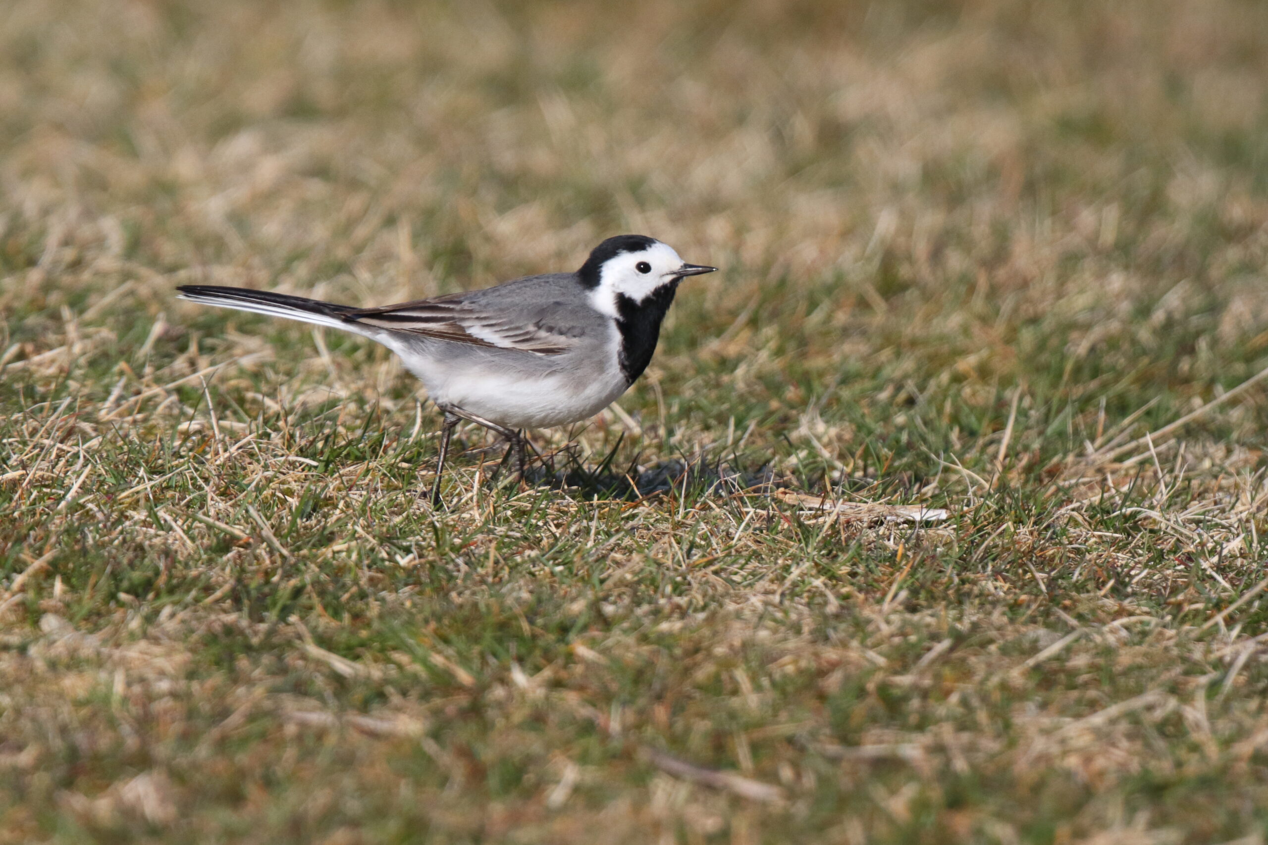 White Wagtail. Isle of Man, April 2016 © Neil G. Morris.