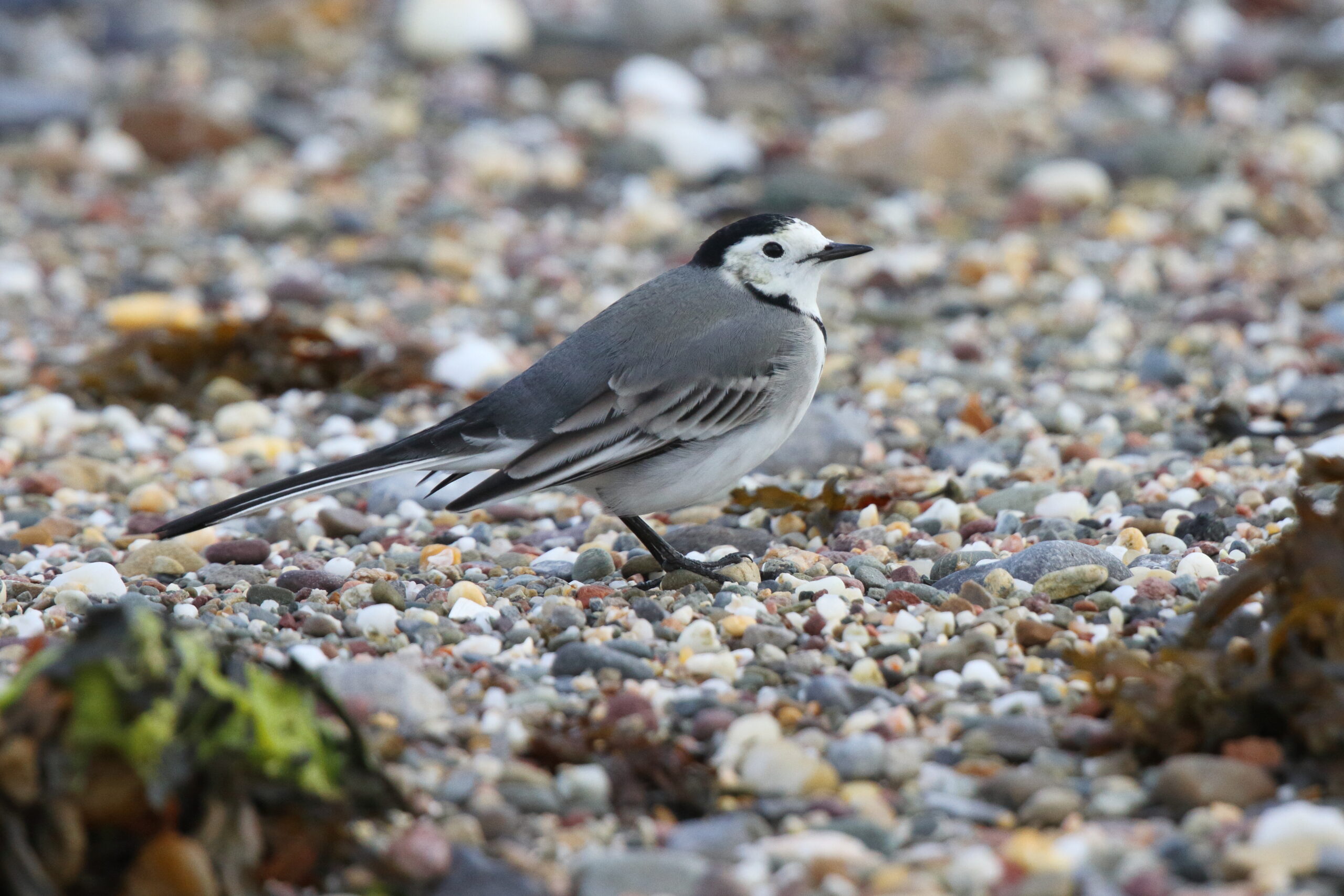 White Wagtail. Isle of Man, September 2017 © Neil G. Morris.