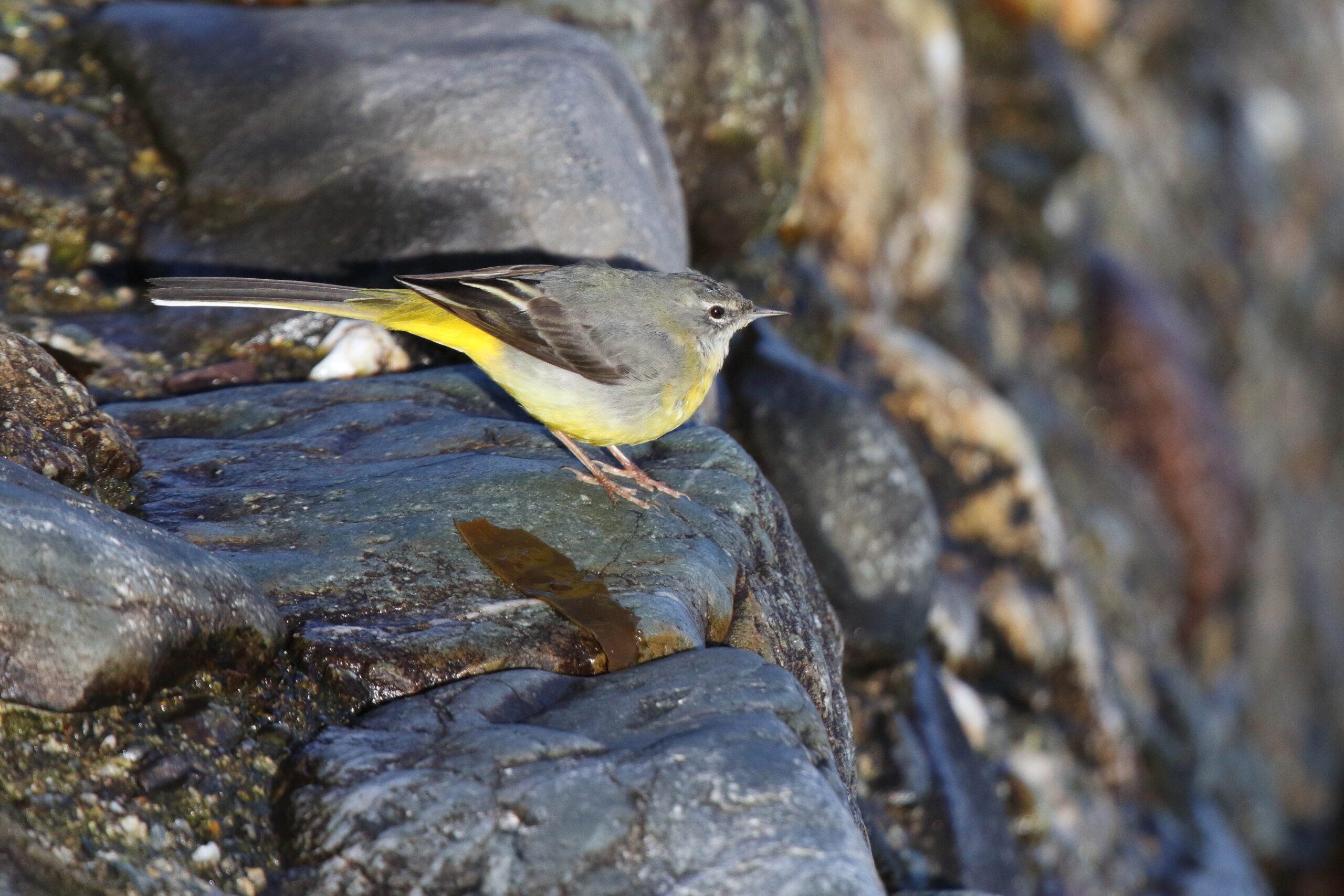 Grey Wagtail. Isle of Man, March 2016 © Neil G. Morris.