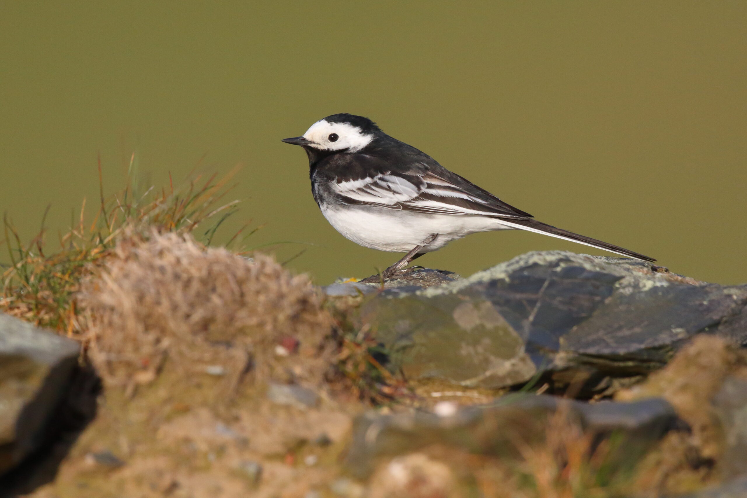 Pied Wagtail. Isle of Man, May 2017 © Neil G. Morris.