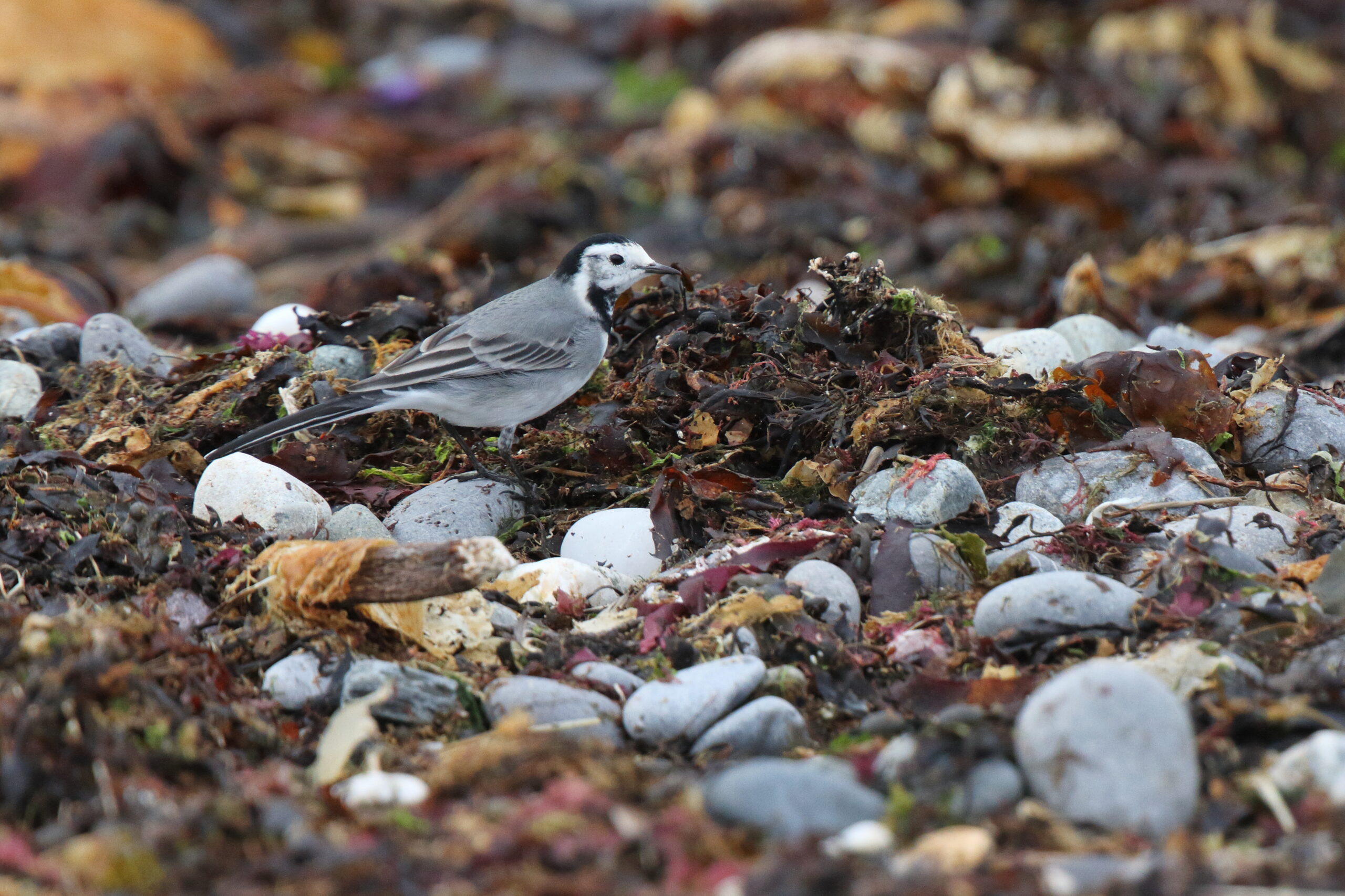 White Wagtail. Isle of Man, September 2015 © Neil G. Morris.