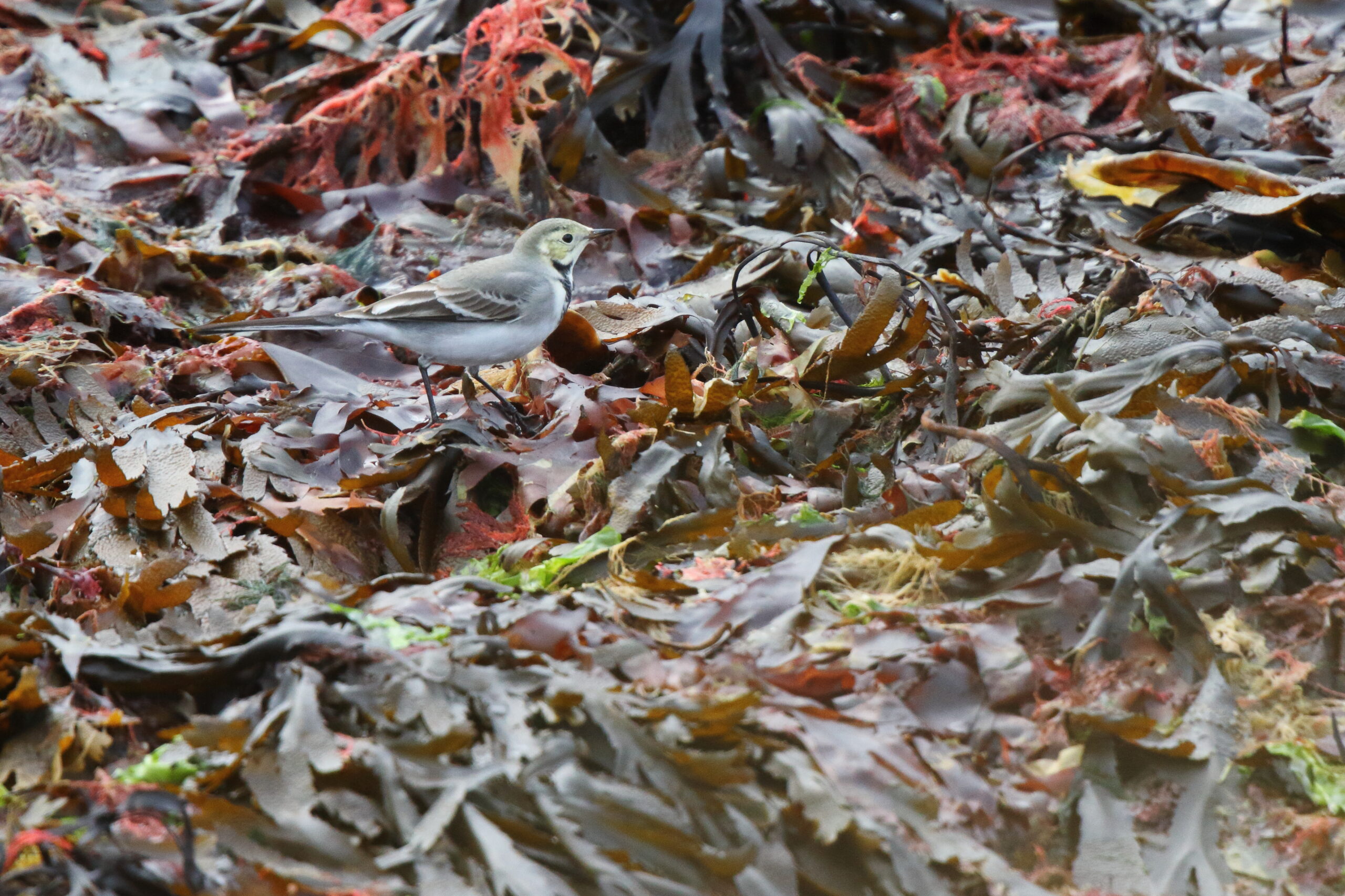 White Wagtail. Isle of Man, September 2015 © Neil G. Morris.