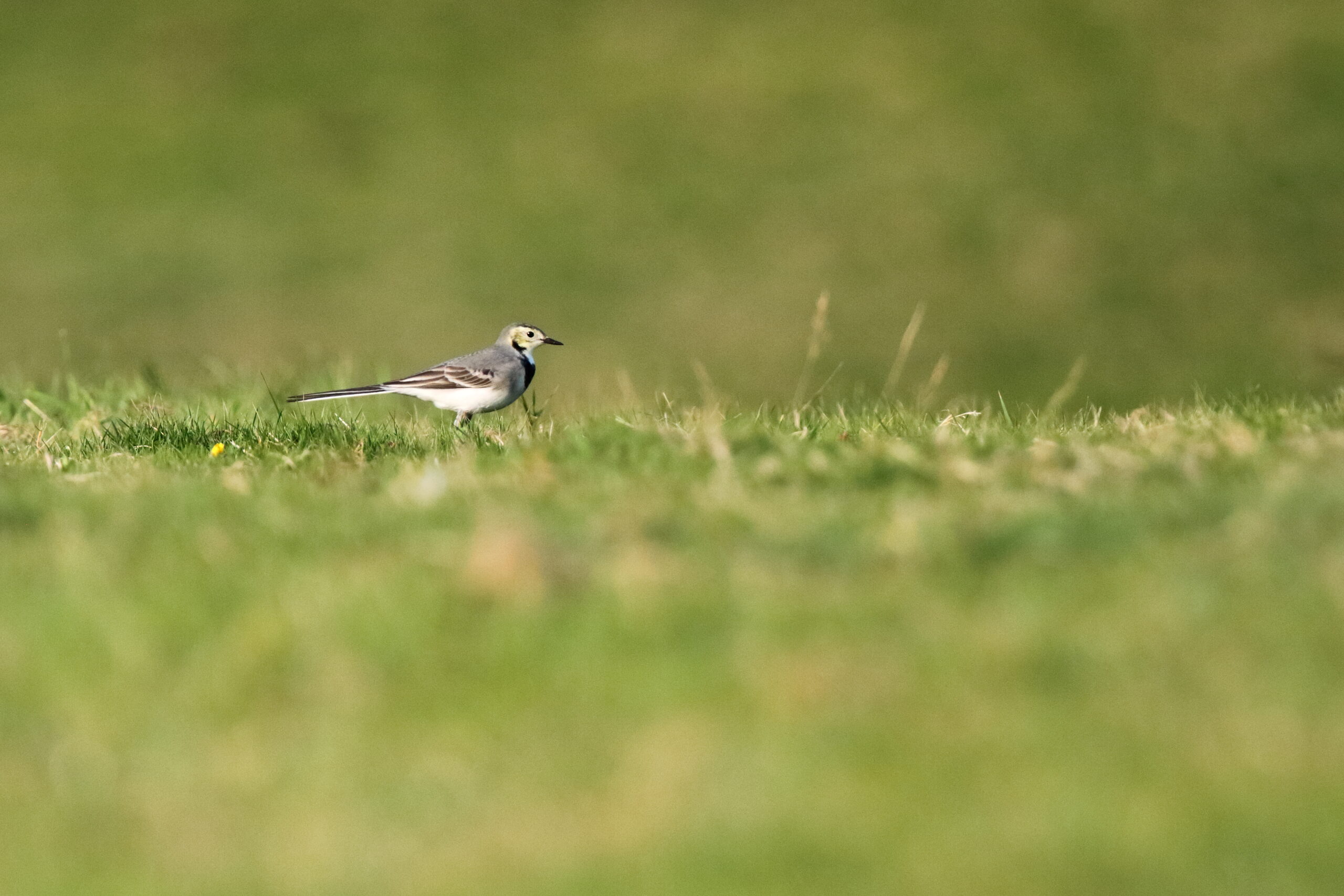 White Wagtail. Isle of Man, September 2016 © Neil G. Morris.