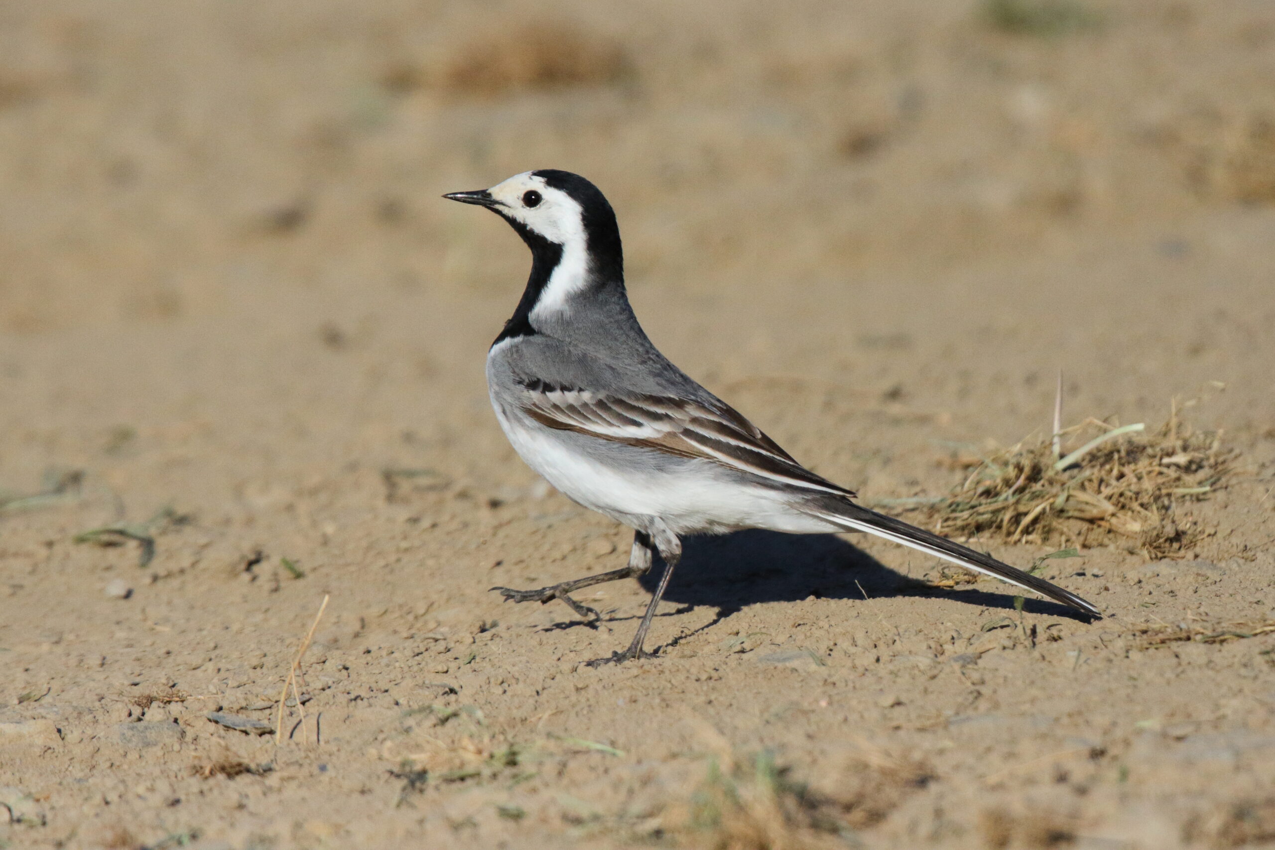 White Wagtail. Isle of Man, May 2017 © Neil G. Morris.