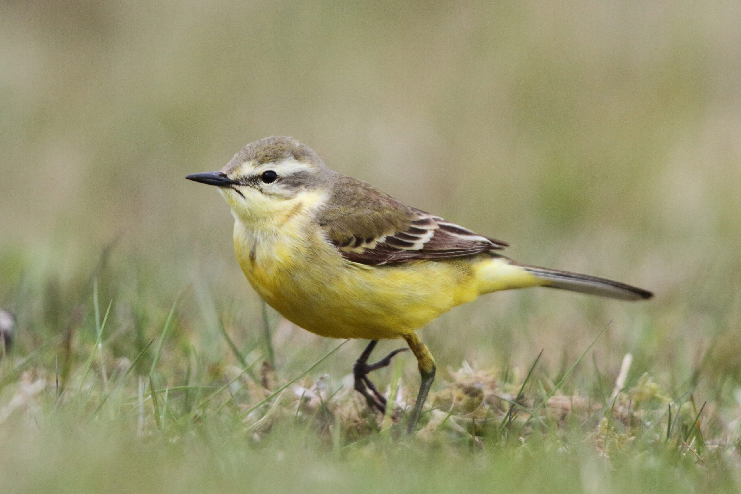 Yellow Wagtail. Isle of Man, May 2018 © Neil G. Morris.