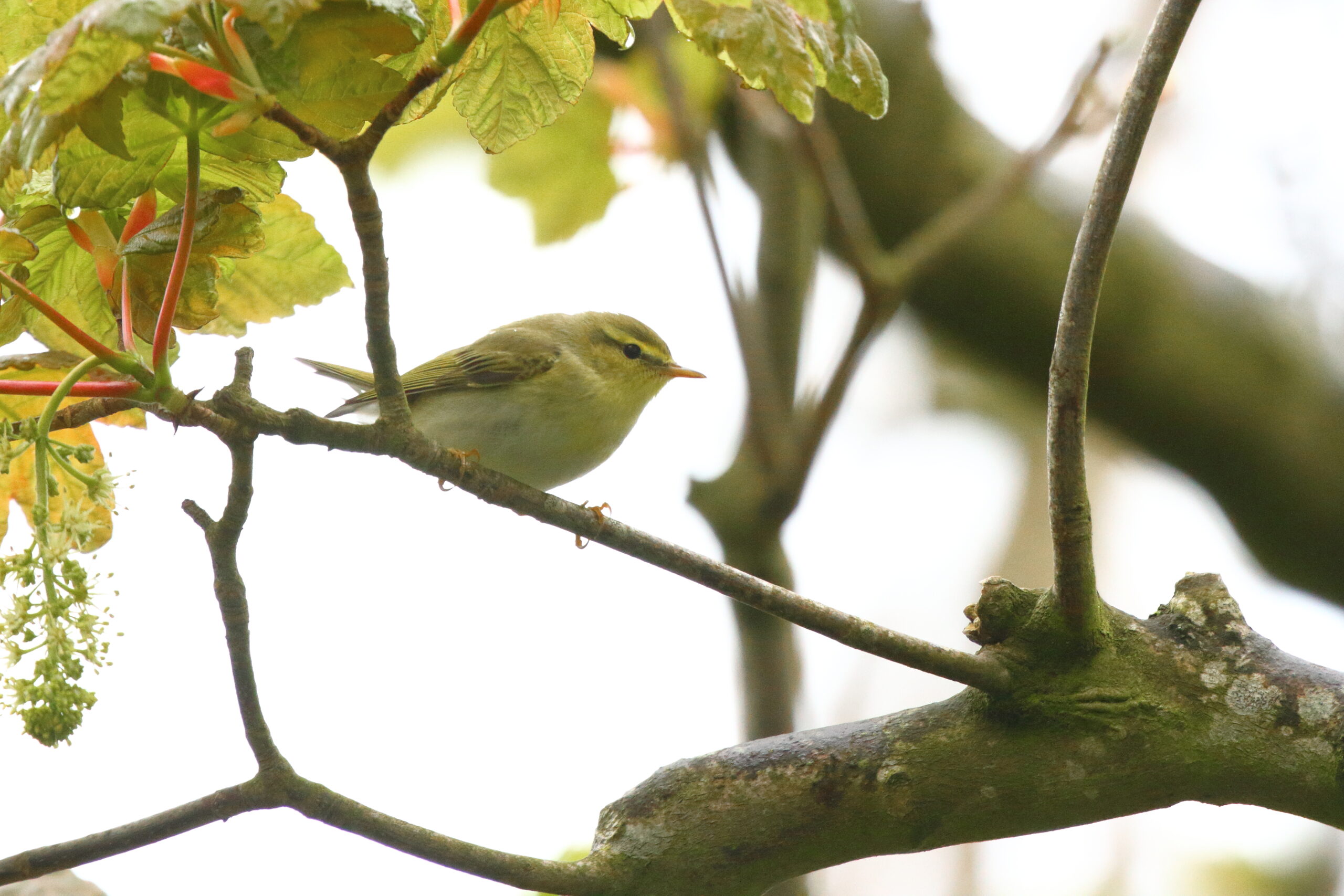 Wood Warbler. Isle of Man, May 2016 © Neil G. Morris.
