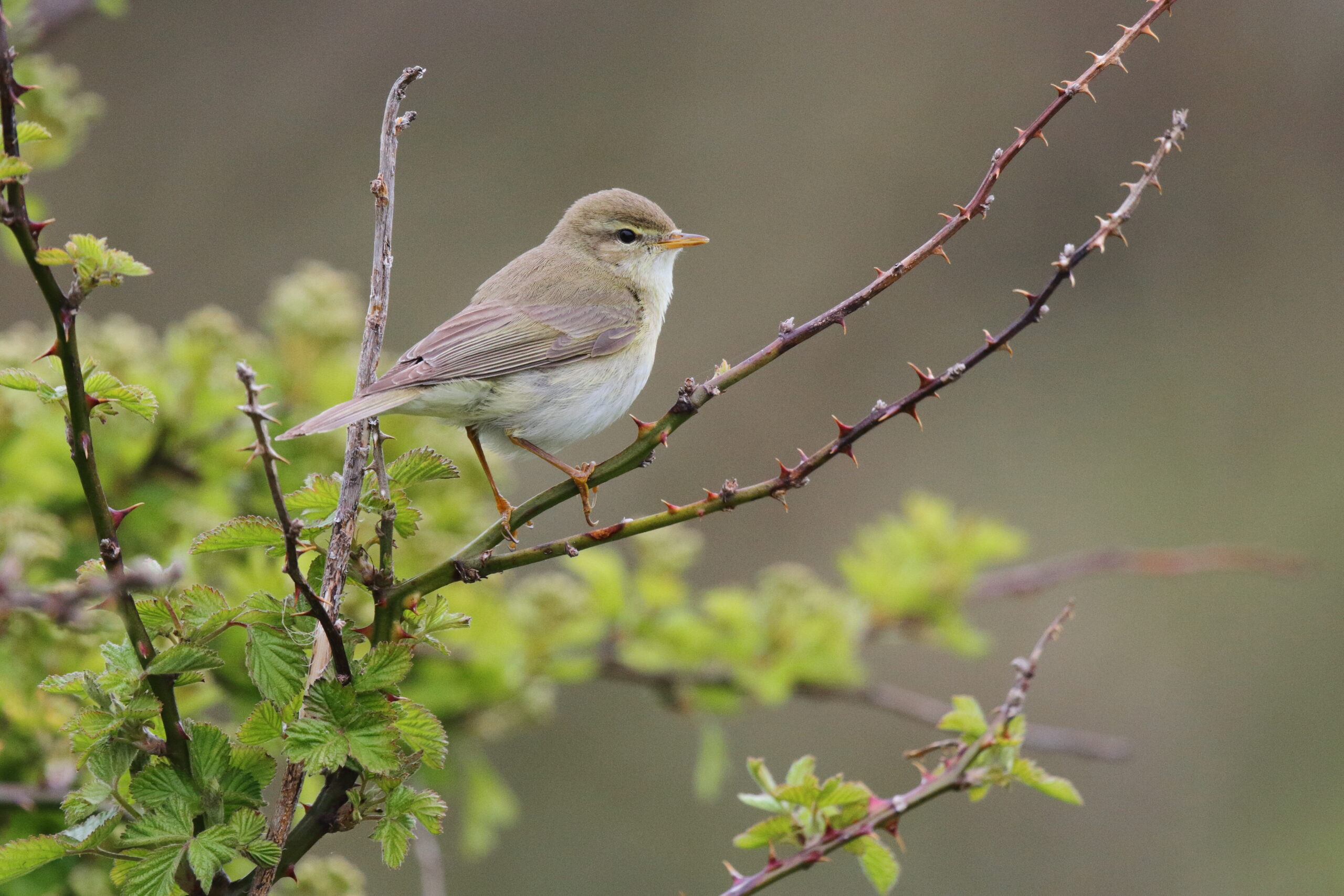 Willow Warbler. Isle of Man, May 2016 © Neil G. Morris.