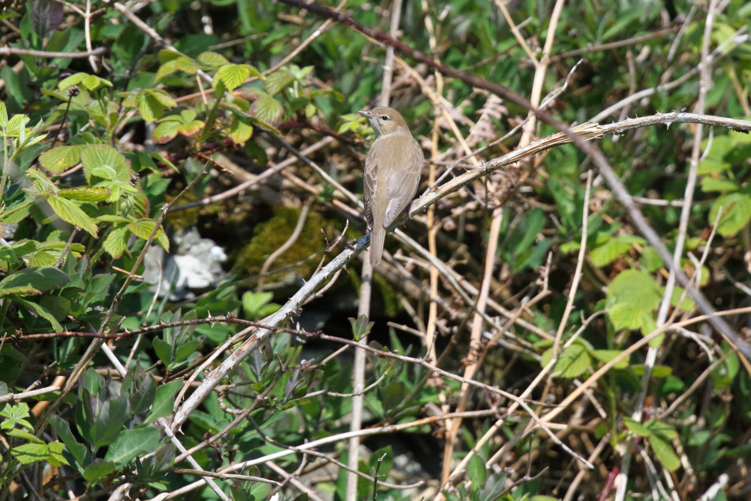 Garden Warbler. Isle of Man, May 2017 © Neil G. Morris.