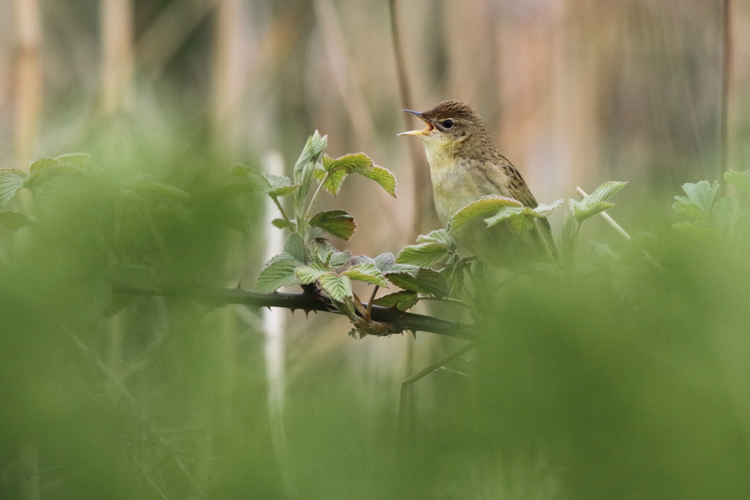 Grasshopper Warbler. Isle of Man, May 2016 © Neil G. Morris.