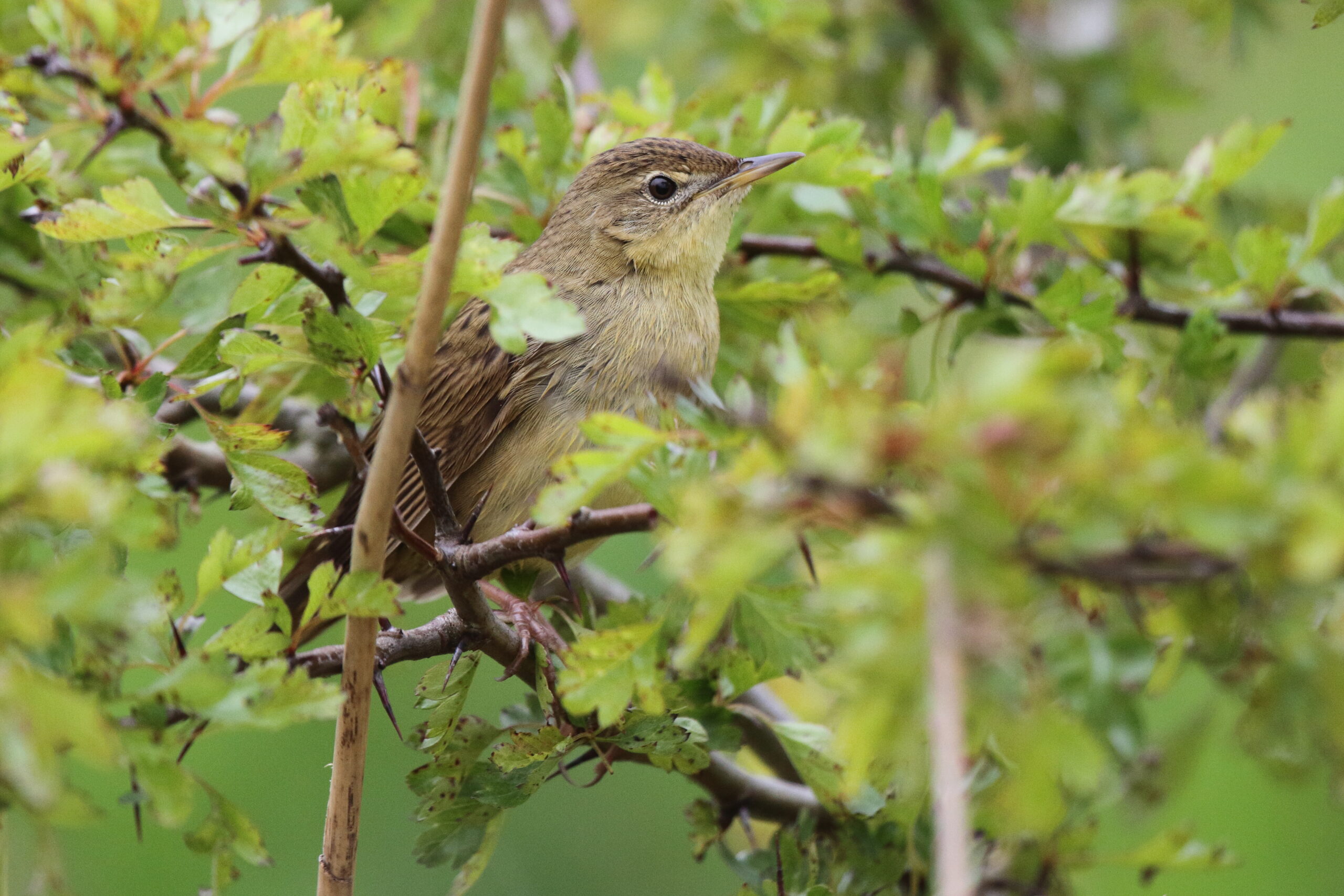 Grasshopper Warbler. Isle of Man, May 2016 © Neil G. Morris.