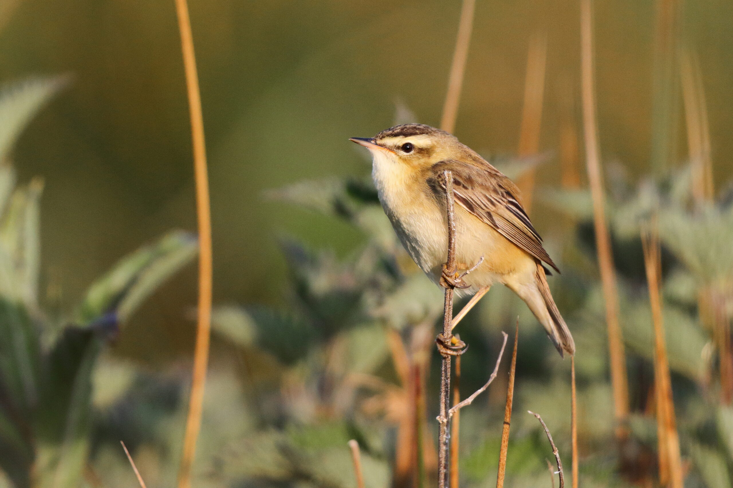 Sedge Warbler. Isle of Man, May 2017 © Neil G. Morris.