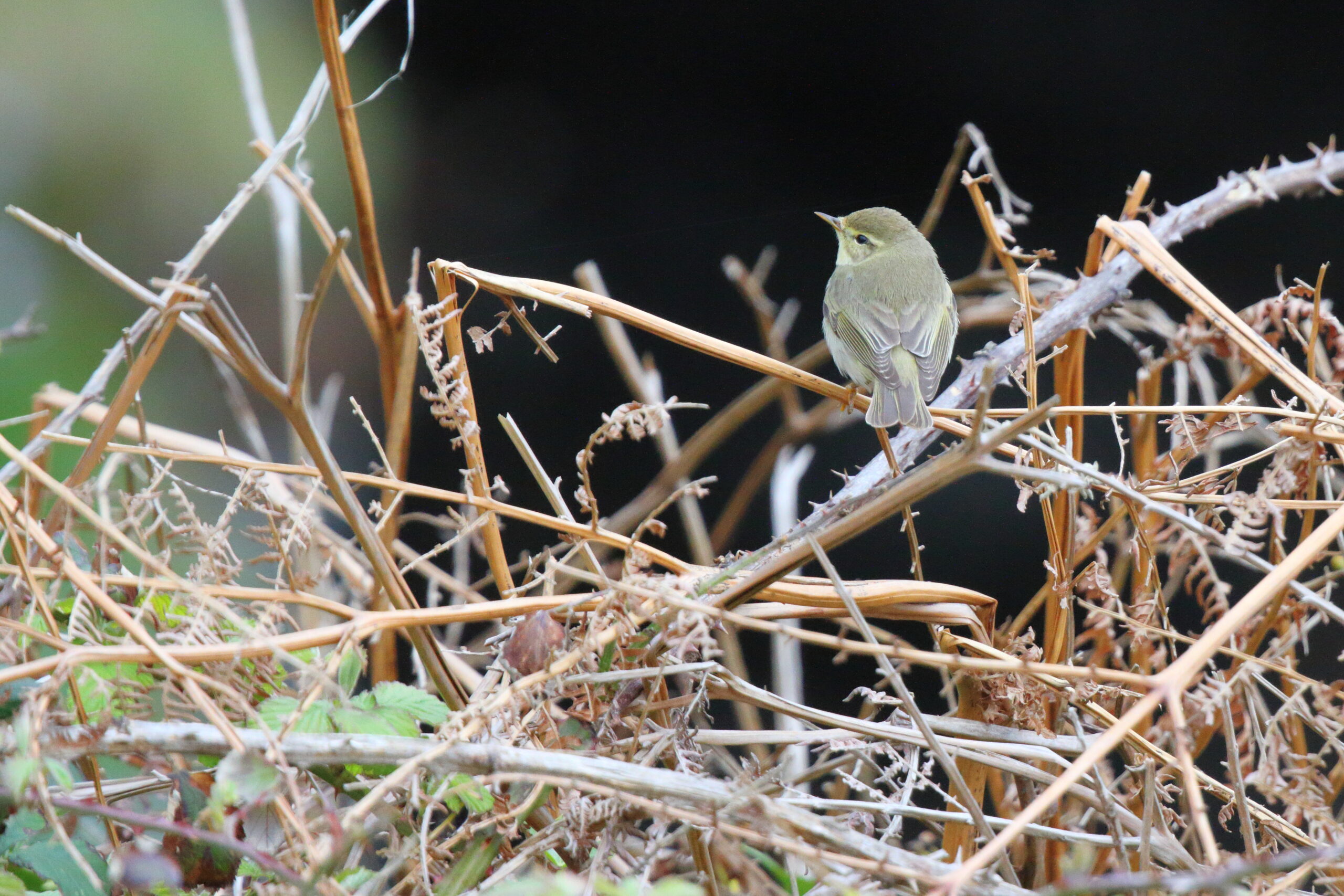 Willow Warbler. Isle of Man, April 2017 © Neil G. Morris.