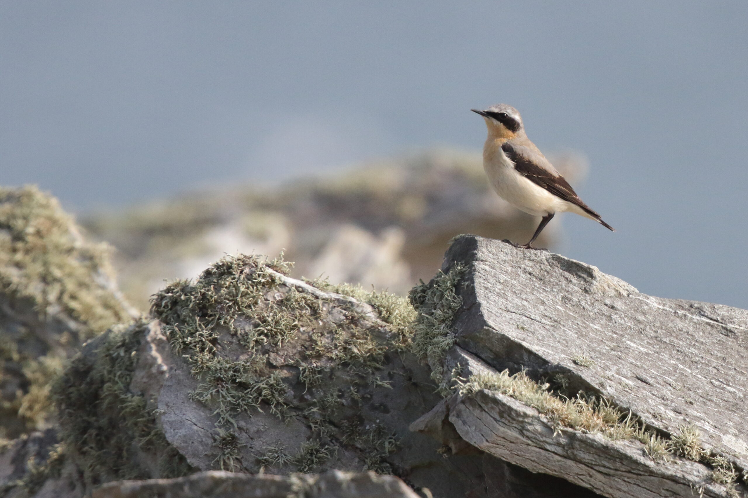 Wheatear. Isle of Man, March 2015 © Neil G. Morris.