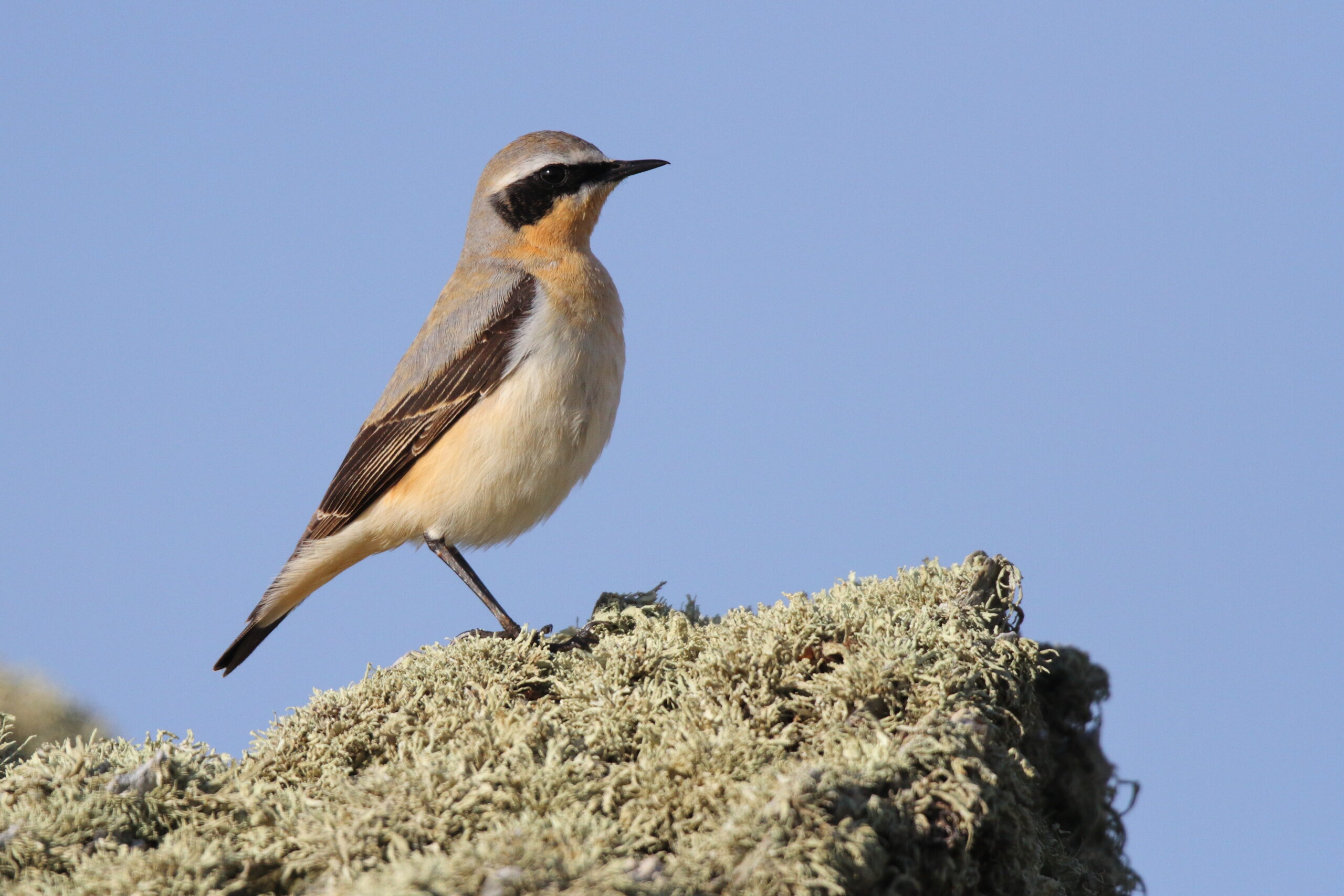 Wheatear. Isle of Man, April 2016 © Neil G. Morris.