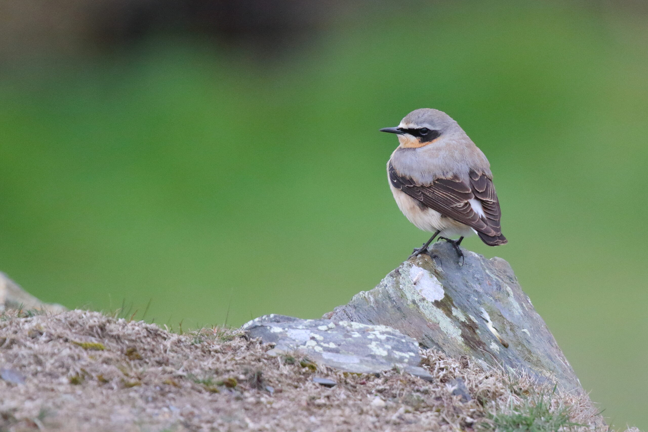 Wheatear. April 2017, Isle of Man © Neil G. Morris.