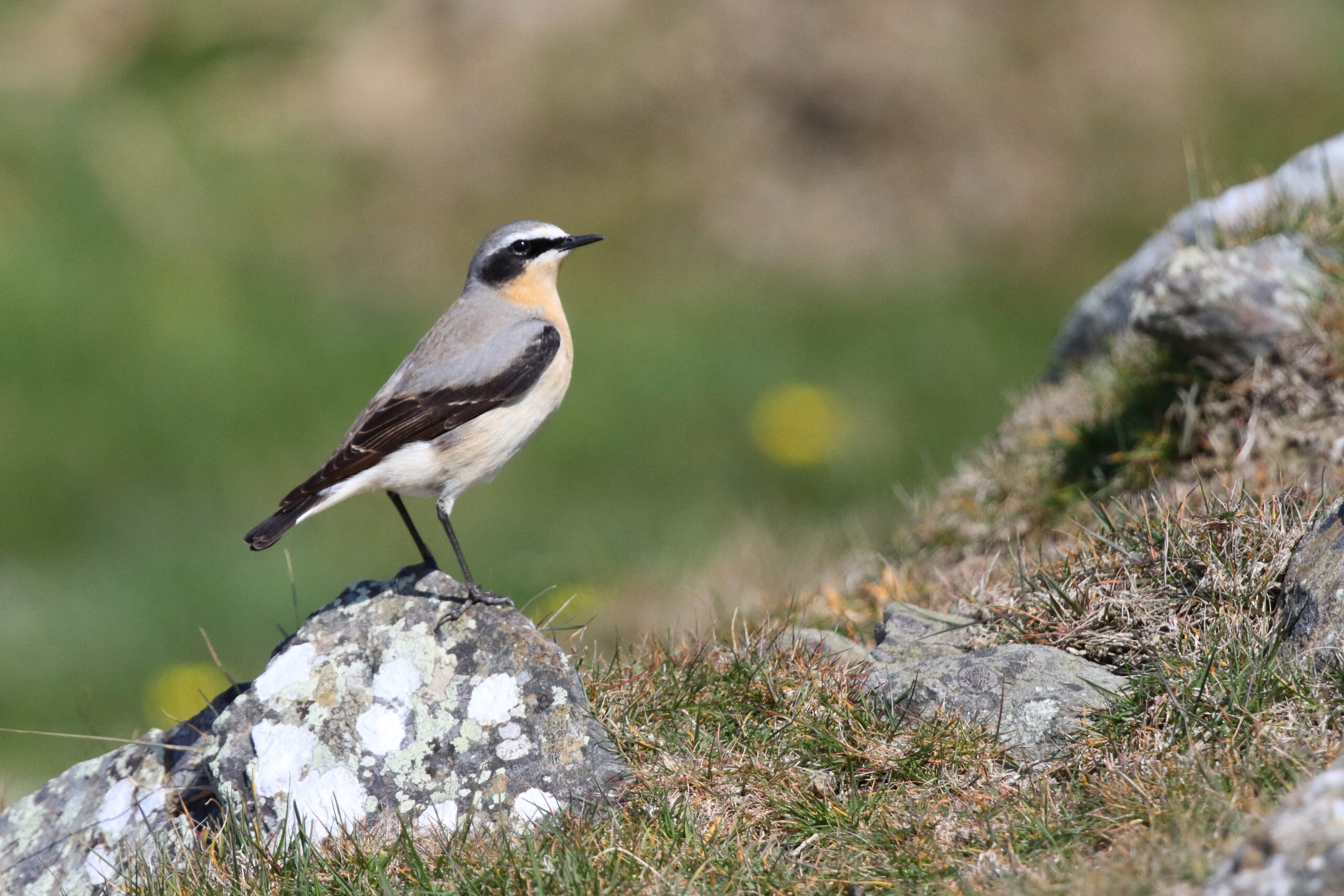 Wheatear. Isle of Man, May 2017 © Neil G. Morris.