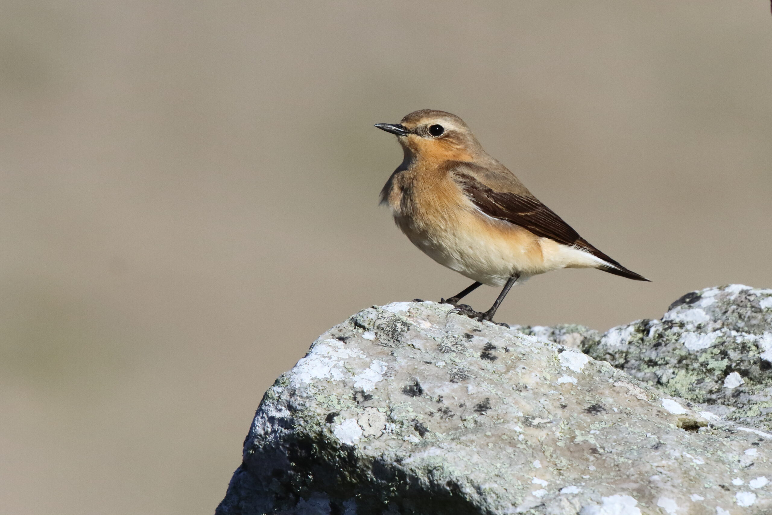Wheatear. Isle of Man, May 2017 © Neil G. Morris.