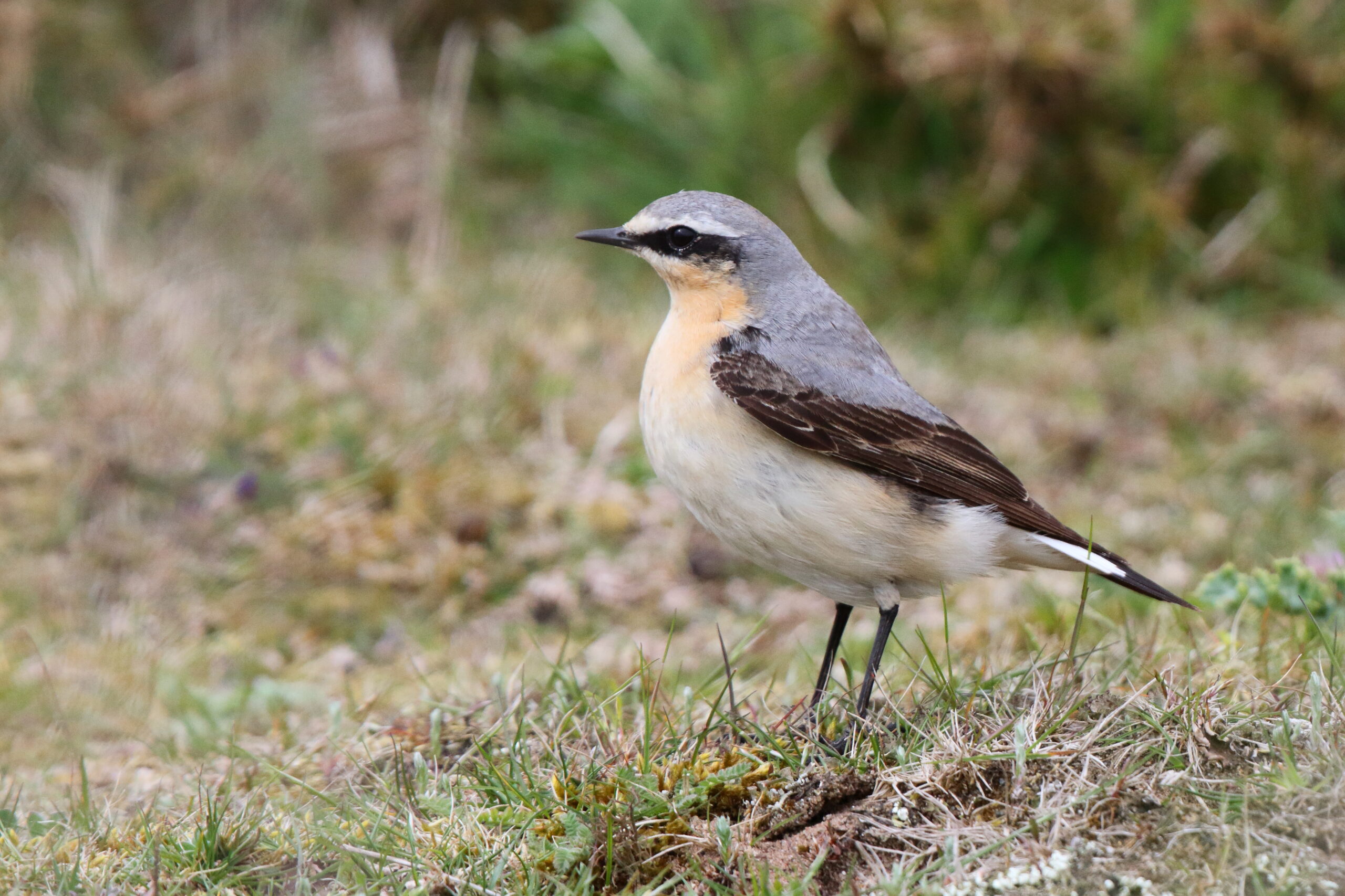 Wheatear. Isle of Man, May 2018 © Neil G. Morris.