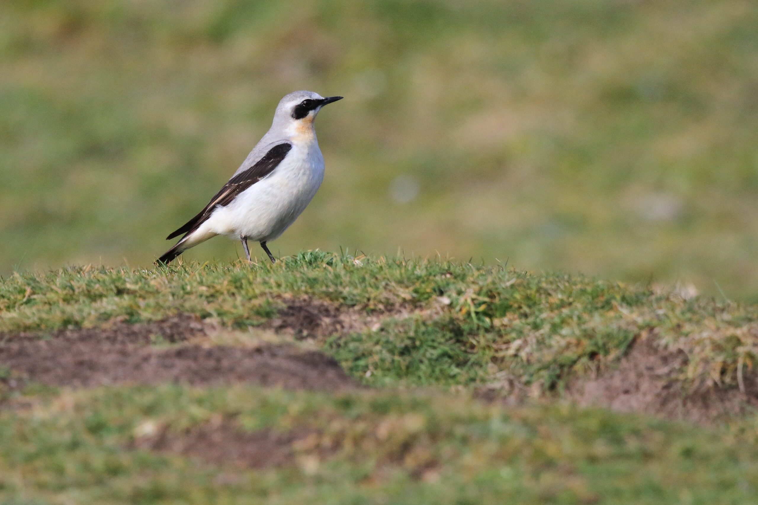 Wheatear. Isle of Man, May 2016 © Neil G. Morris.