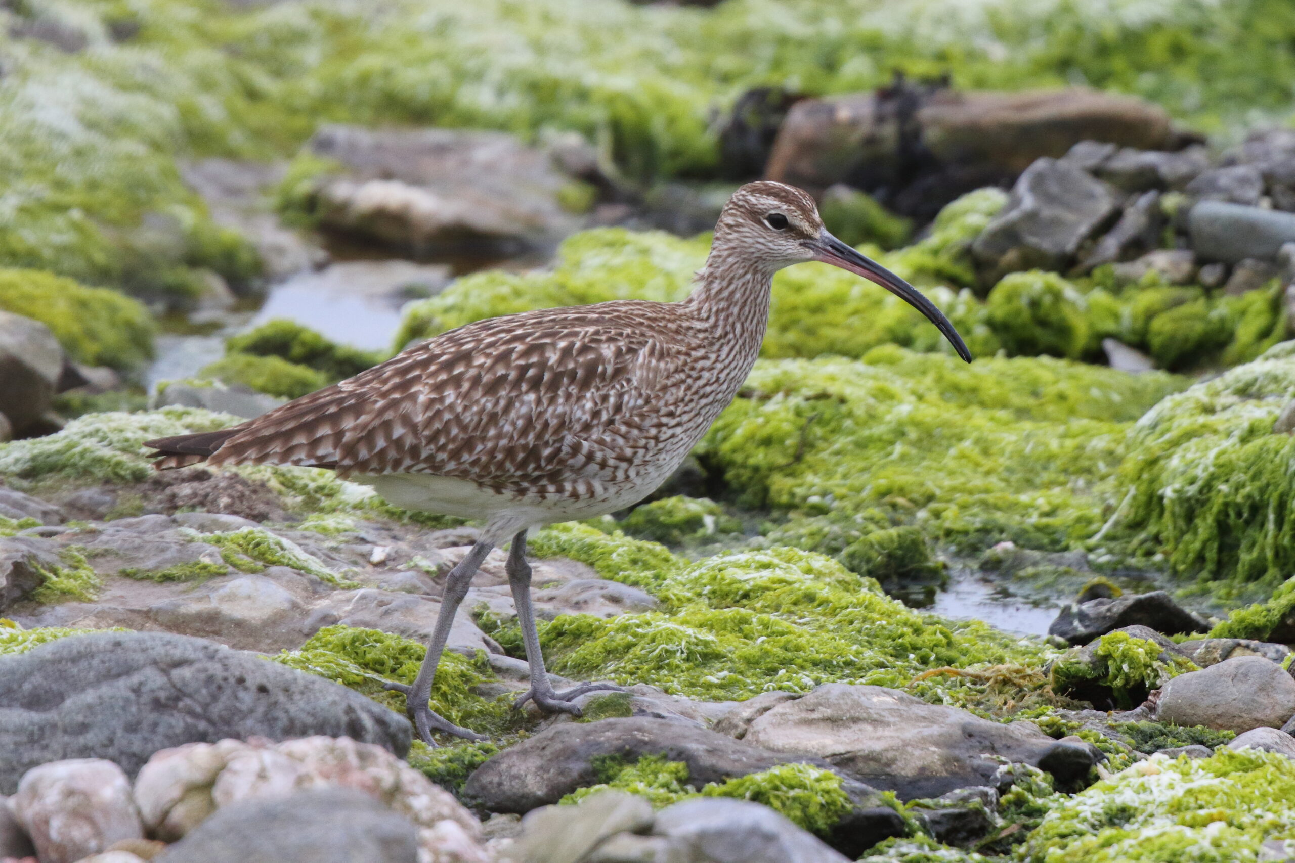 Whimbrel. Isle of Man, April 2016 © Neil G. Morris.