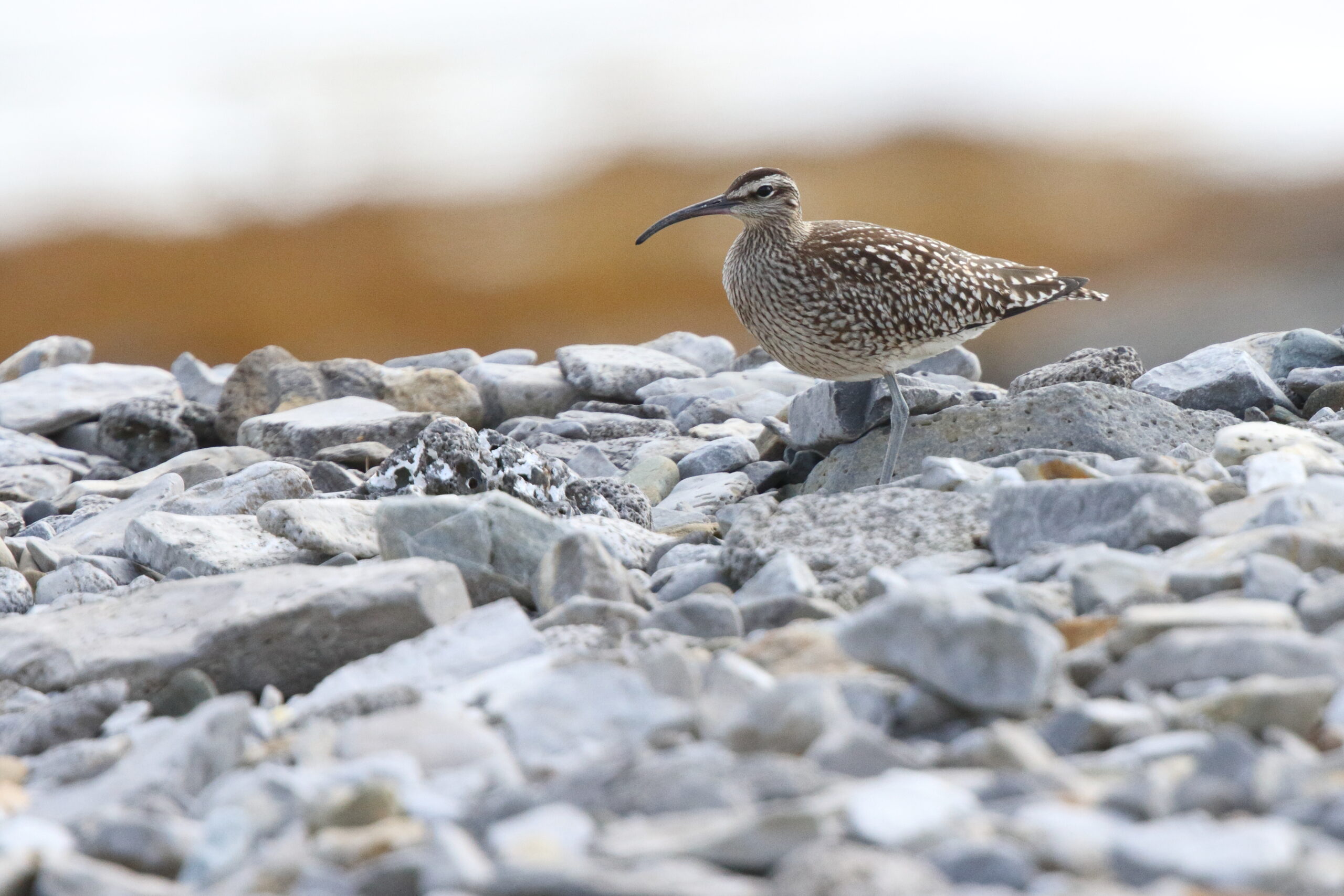 Whimbrel. Isle of Man, September 2015 © Neil G. Morris.