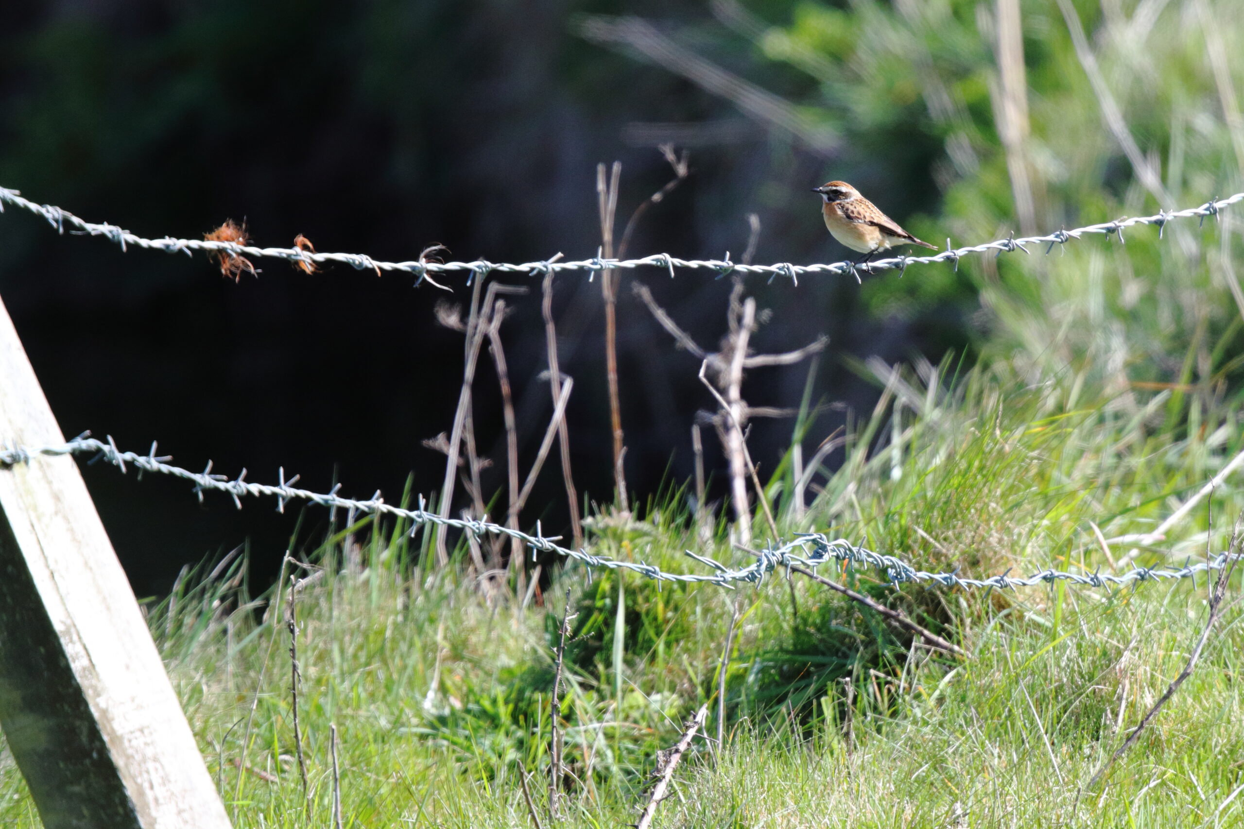 Whinchat. Isle of Man, April 2015 © Neil G. Morris.