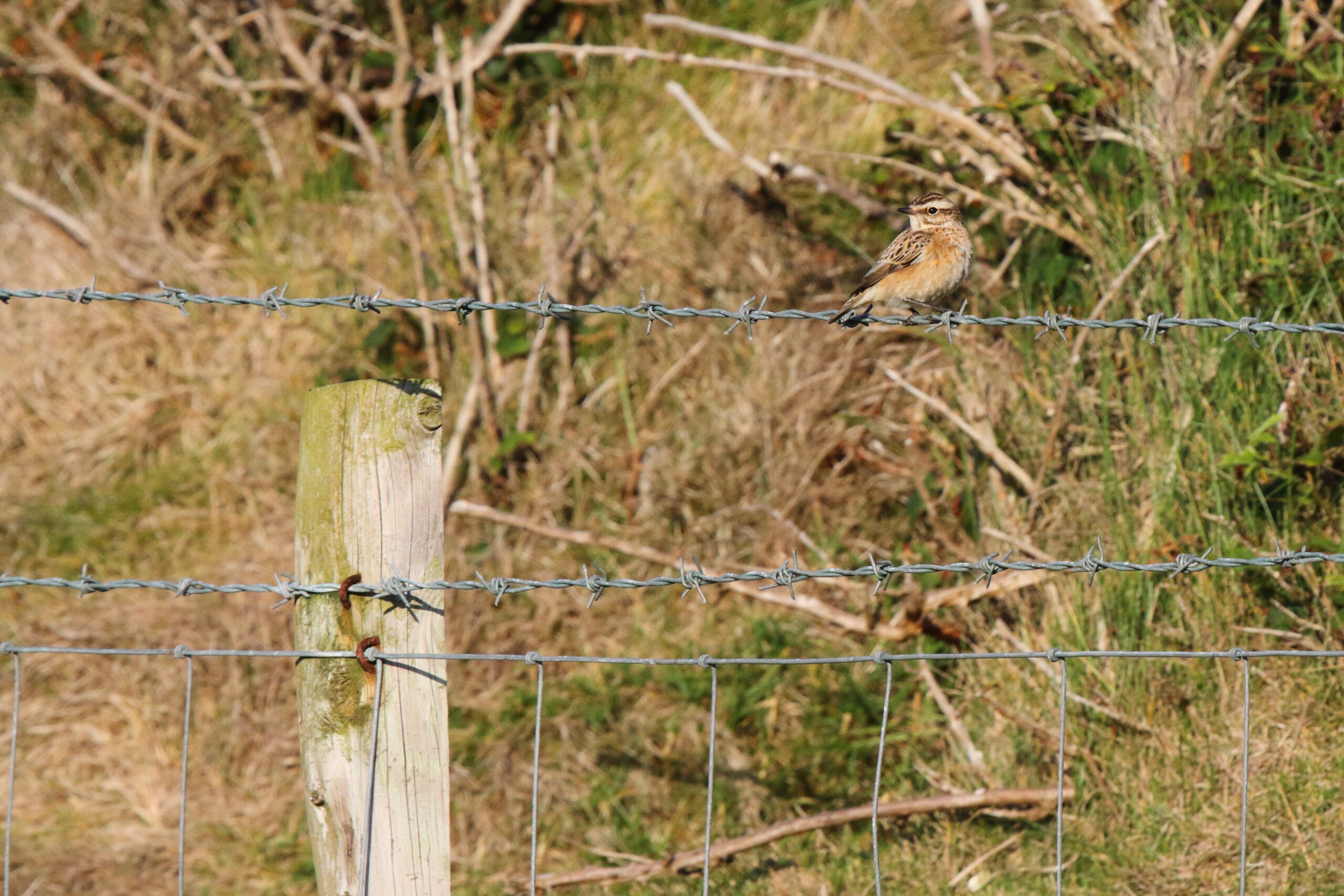 Whinchat. Isle of Man, September 2015 © Neil G. Morris.