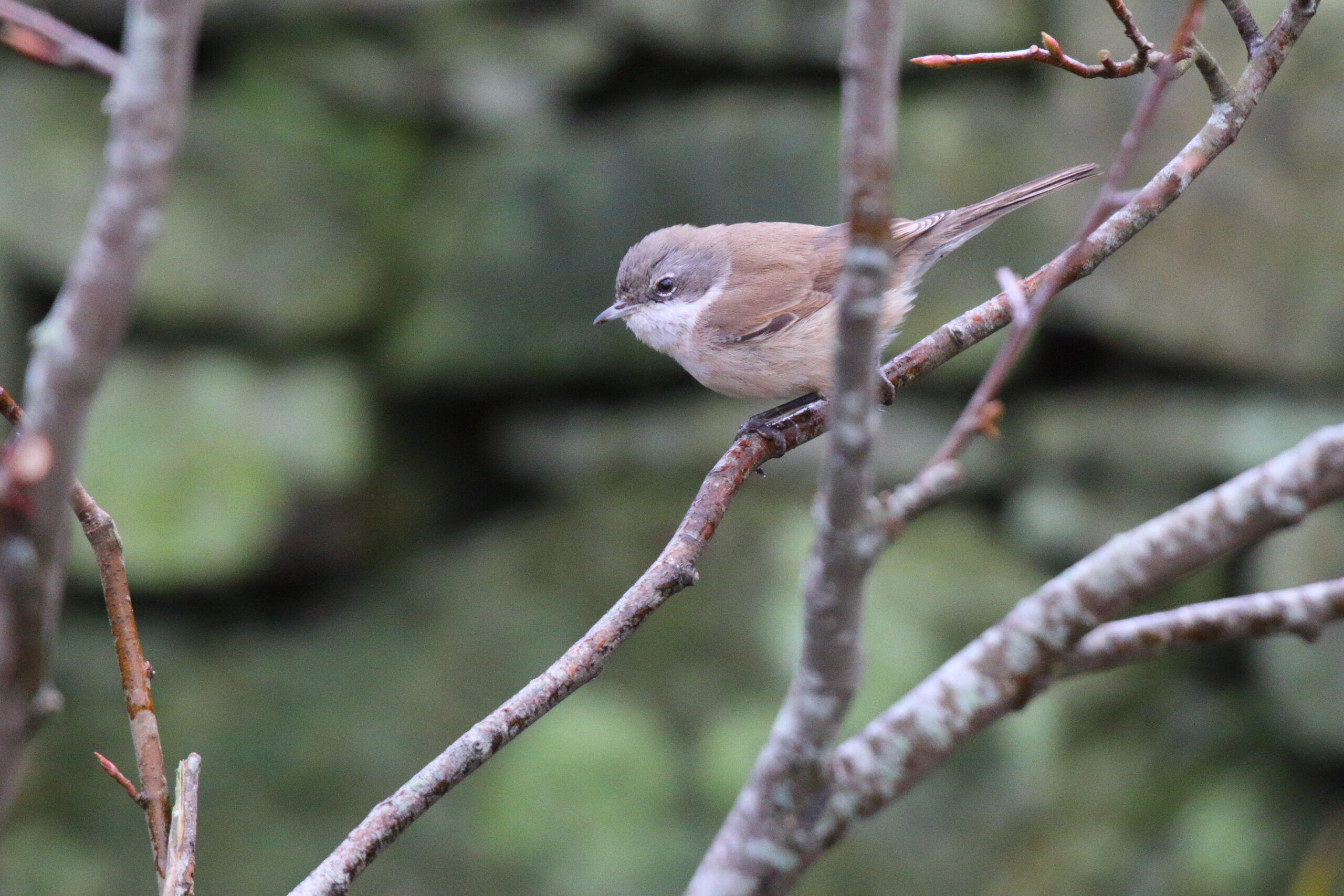 'SIberian' Lesser Whitethroat. Isle of Man, January 2018 © Neil G. Morris.